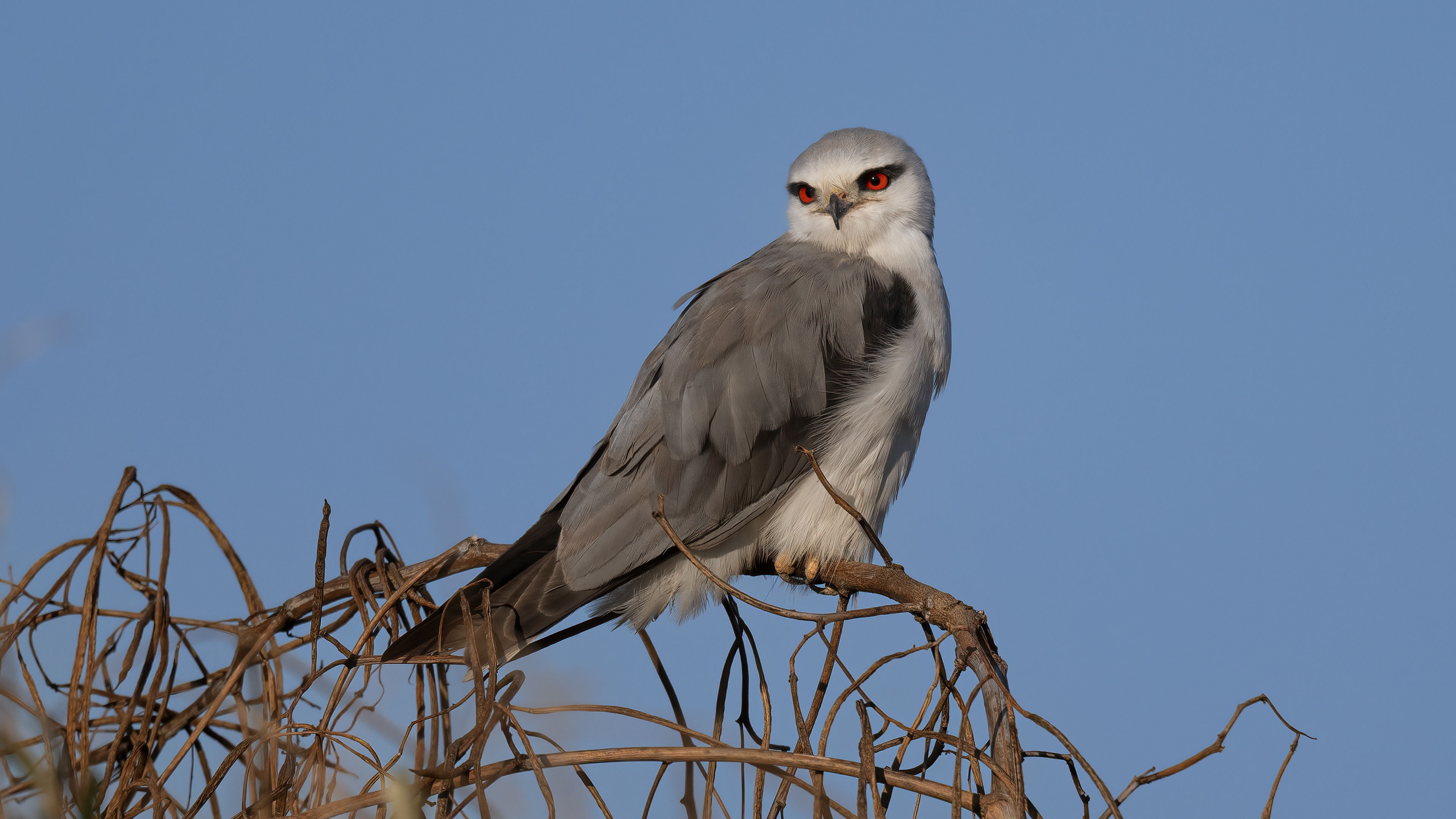 Ak çaylak » Black-winged Kite » Elanus caeruleus