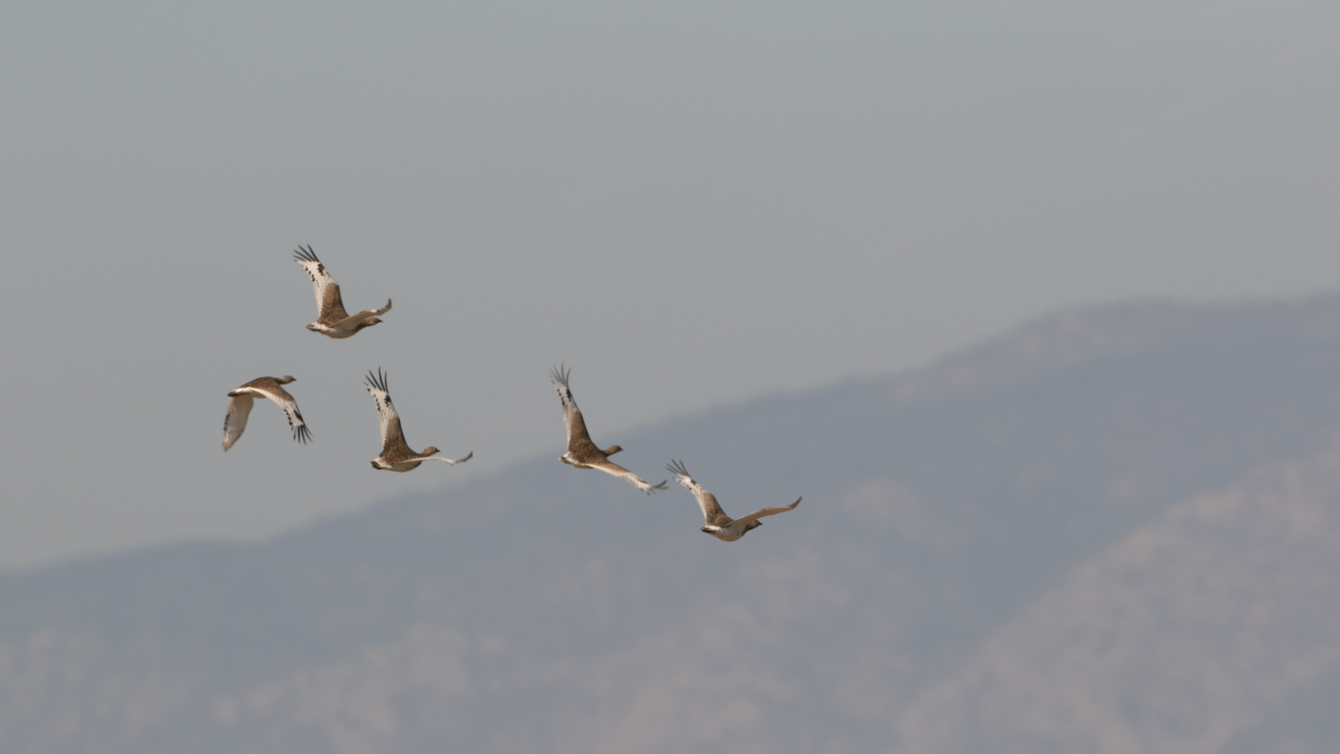 Mezgeldek » Little Bustard » Tetrax tetrax
