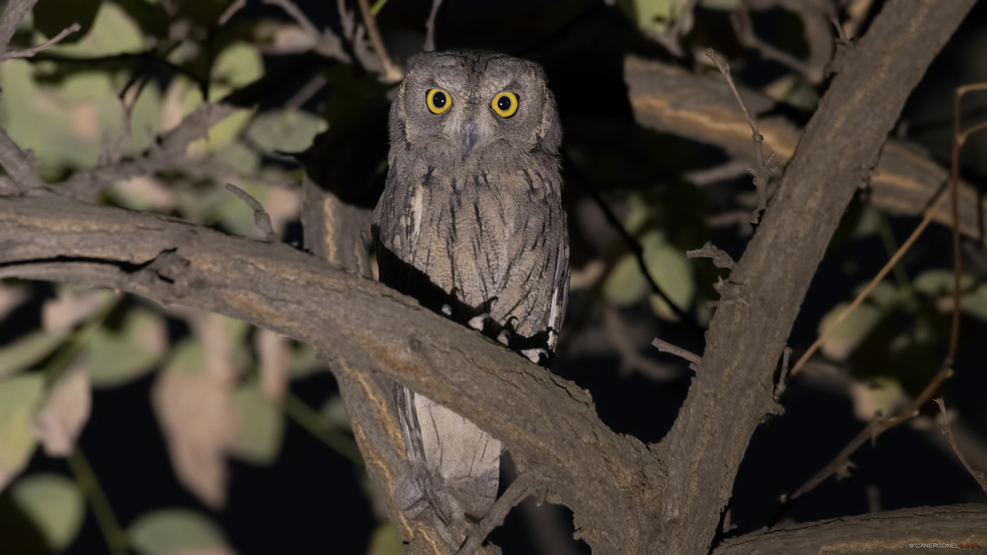 Çizgili ishakkuşu » Pallid Scops Owl » Otus brucei