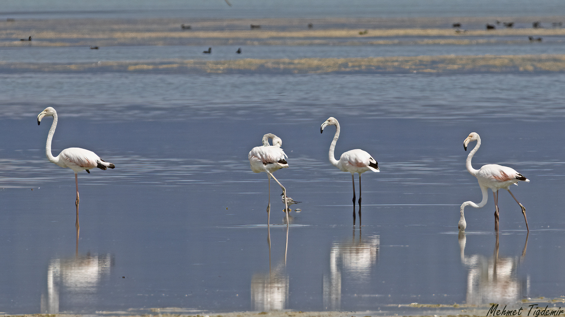 Flamingo