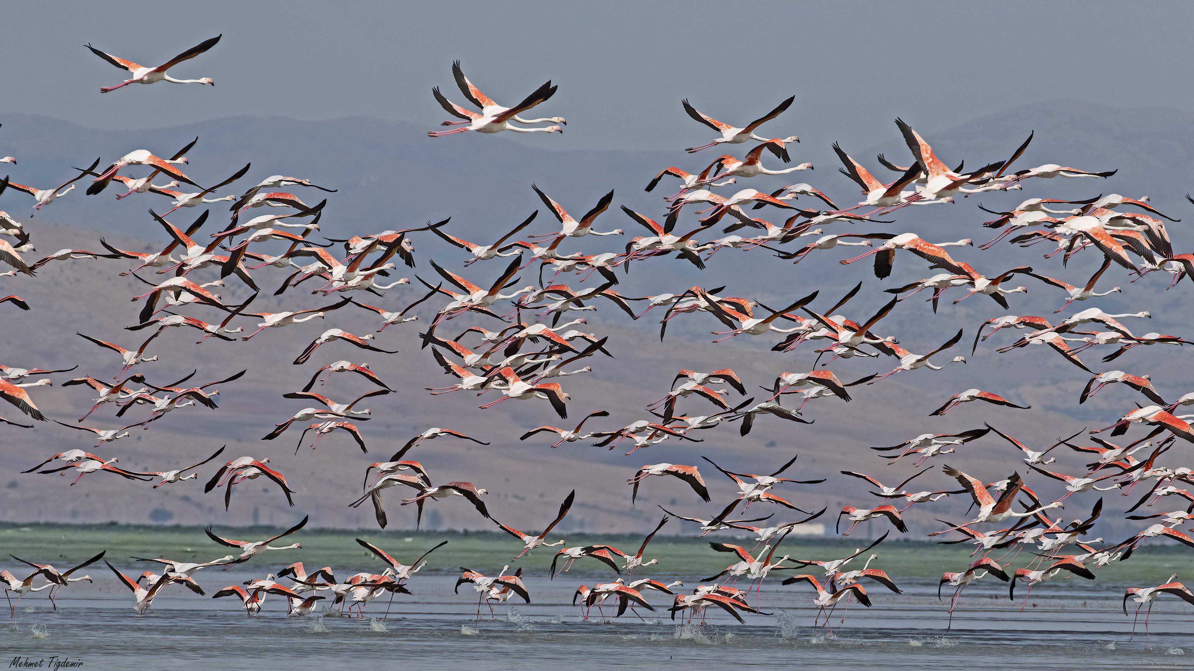 Flamingo