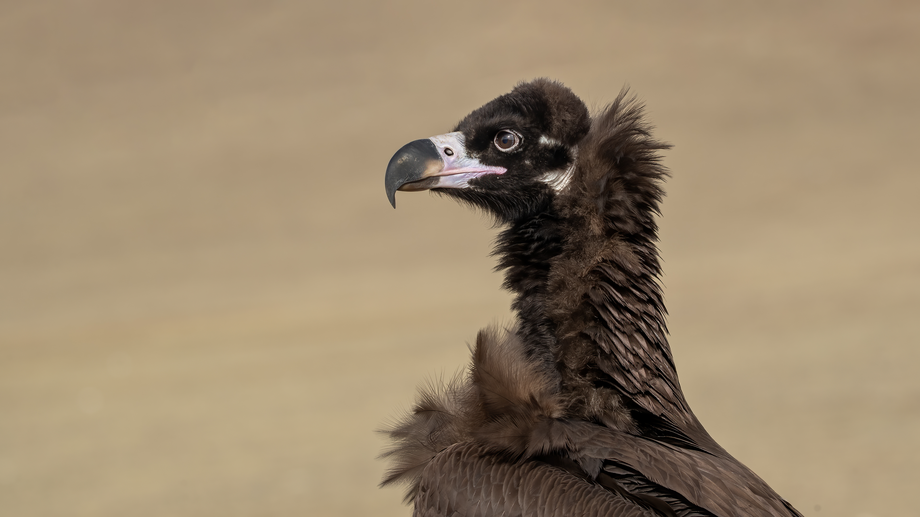 Kara akbaba » Cinereous Vulture » Aegypius monachus