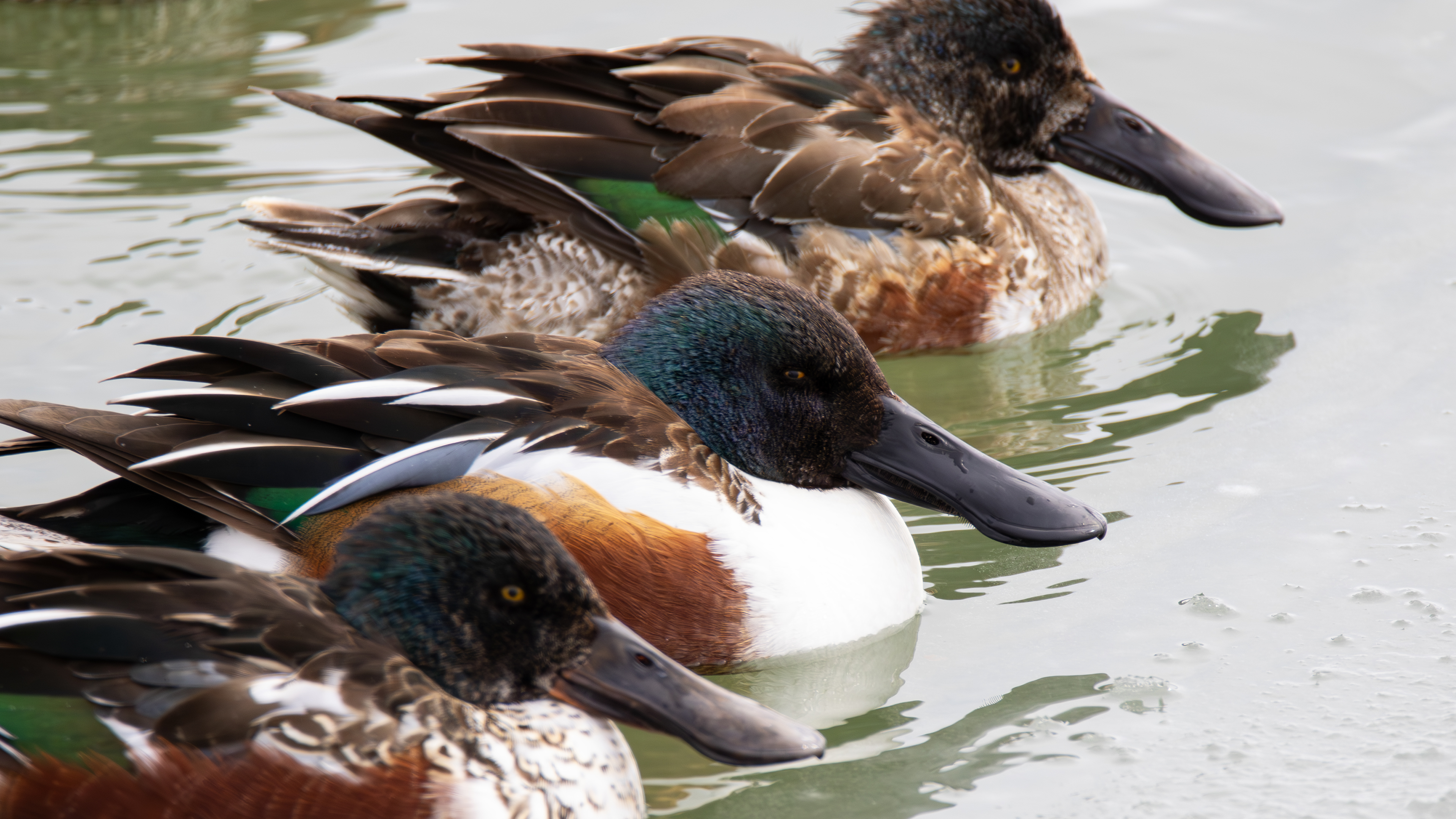 Kaşıkgaga » Northern Shoveler » Spatula clypeata