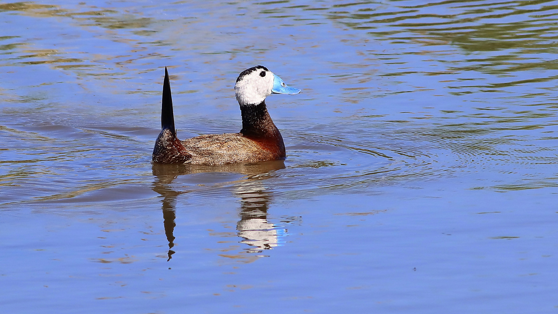Dikkuyruk » White-headed Duck » Oxyura leucocephala