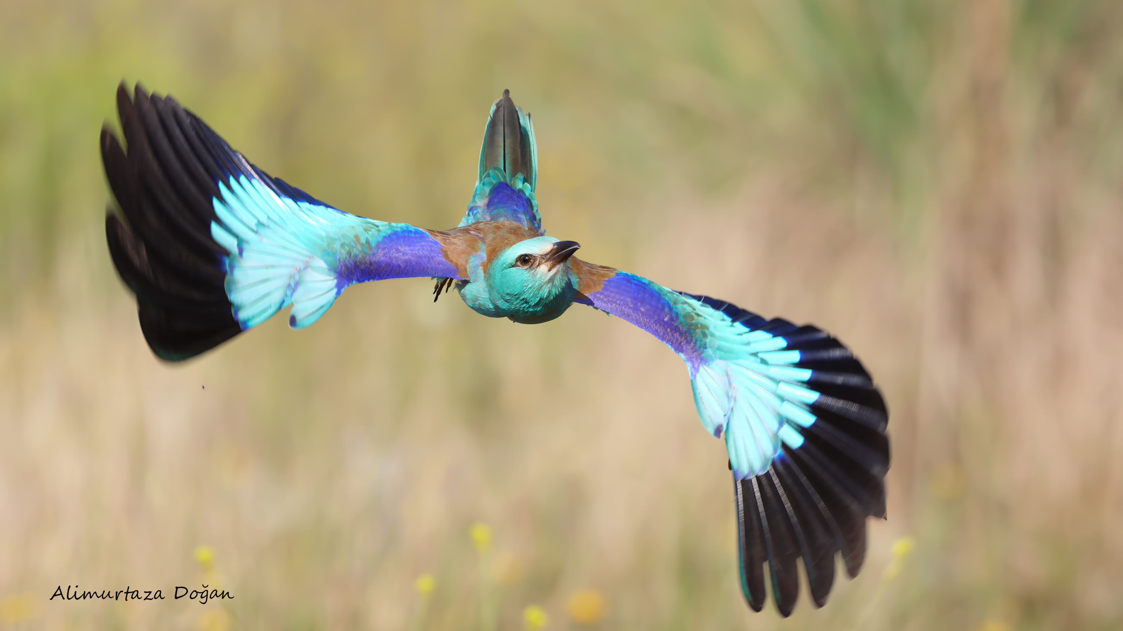 Gökkuzgun » European Roller » Coracias garrulus