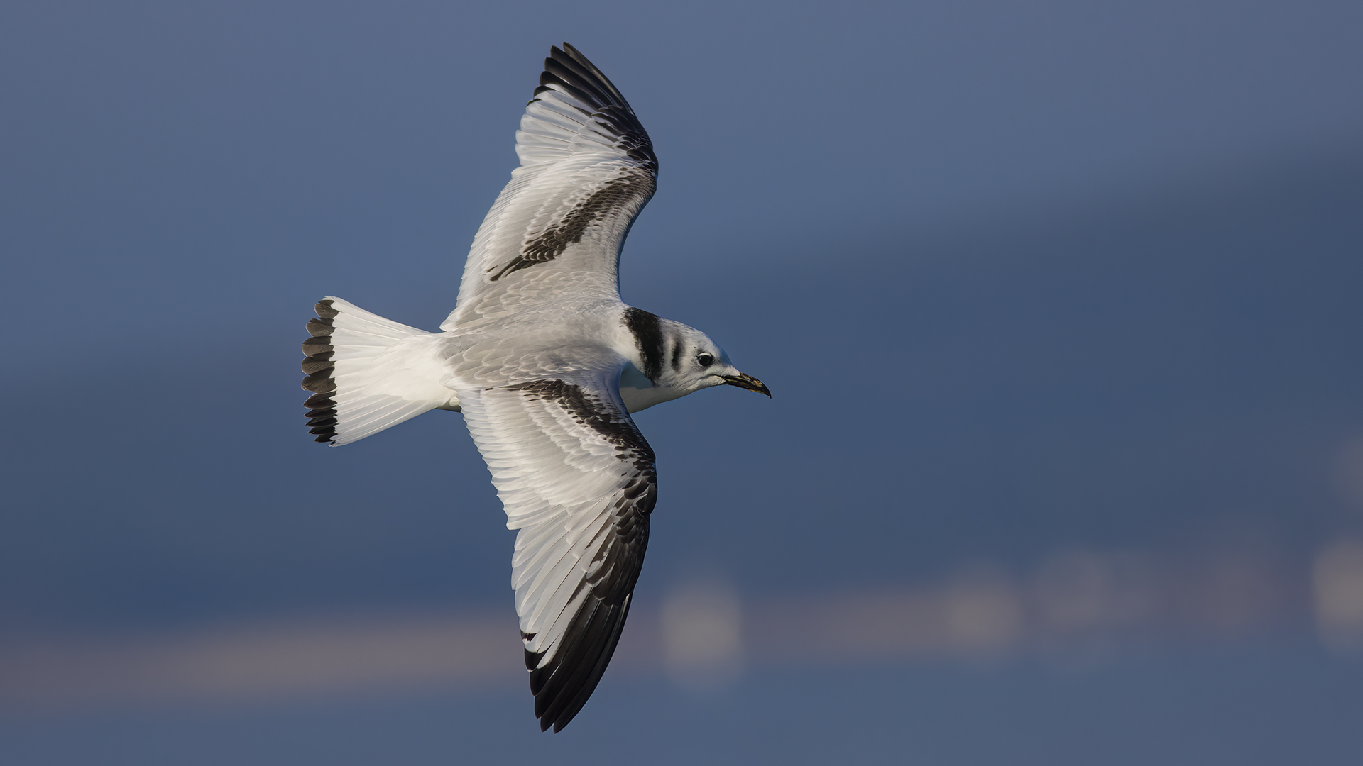 Karaayaklı martı » Black-legged Kittiwake » Rissa tridactyla