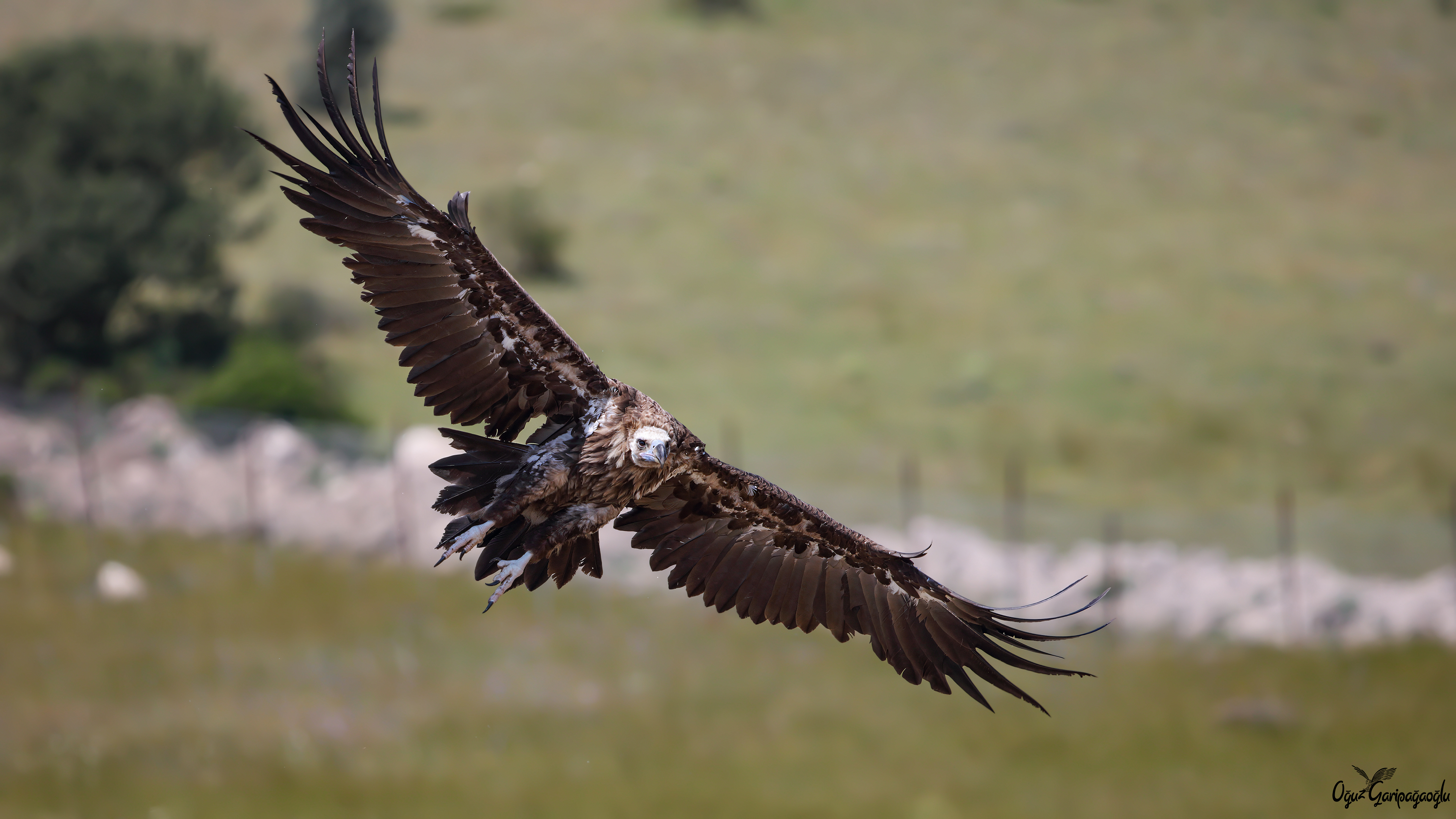 Kara akbaba » Cinereous Vulture » Aegypius monachus