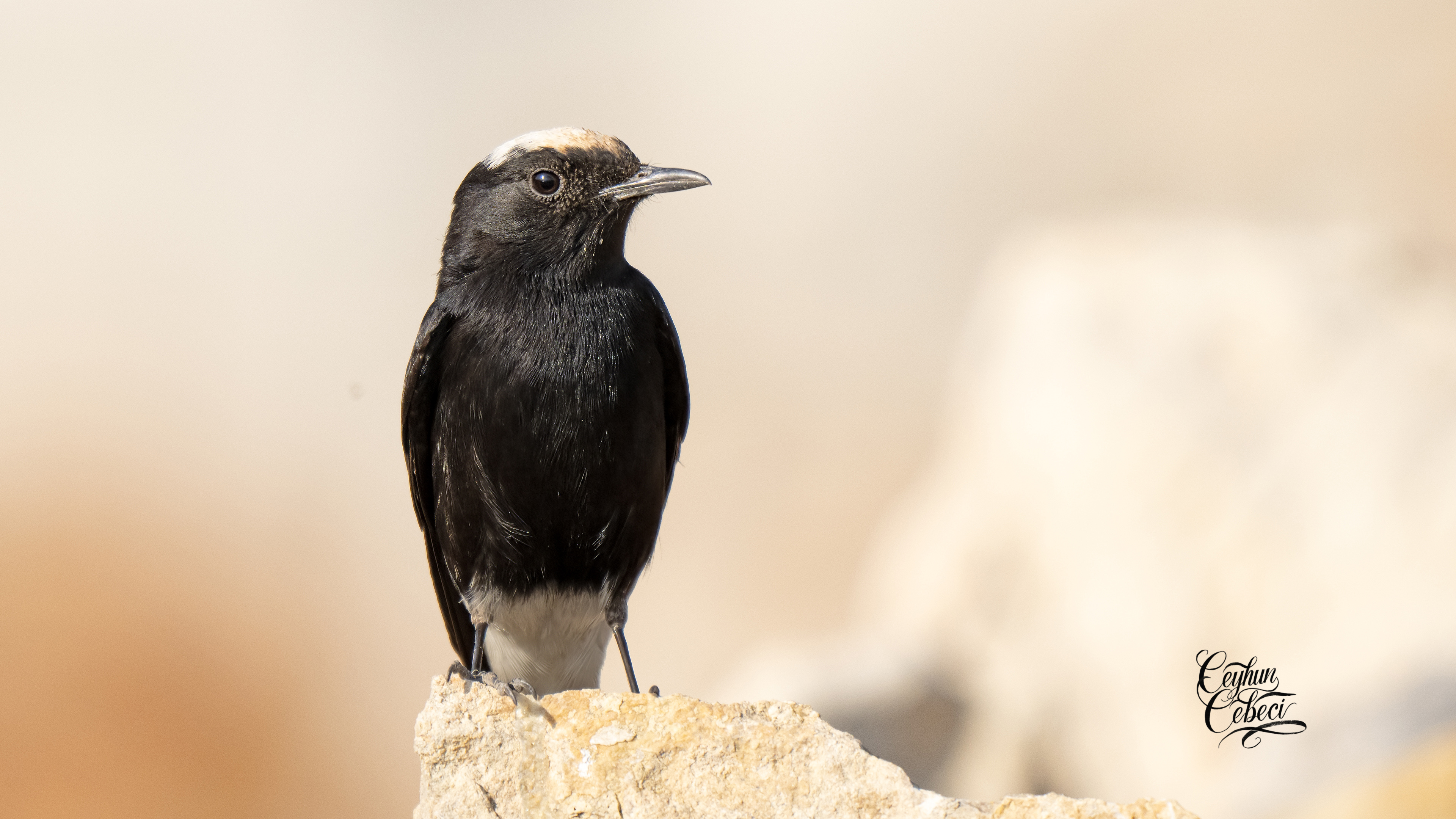 Aktepeli kuyrukkakan » White-crowned Wheatear » Oenanthe leucopyga