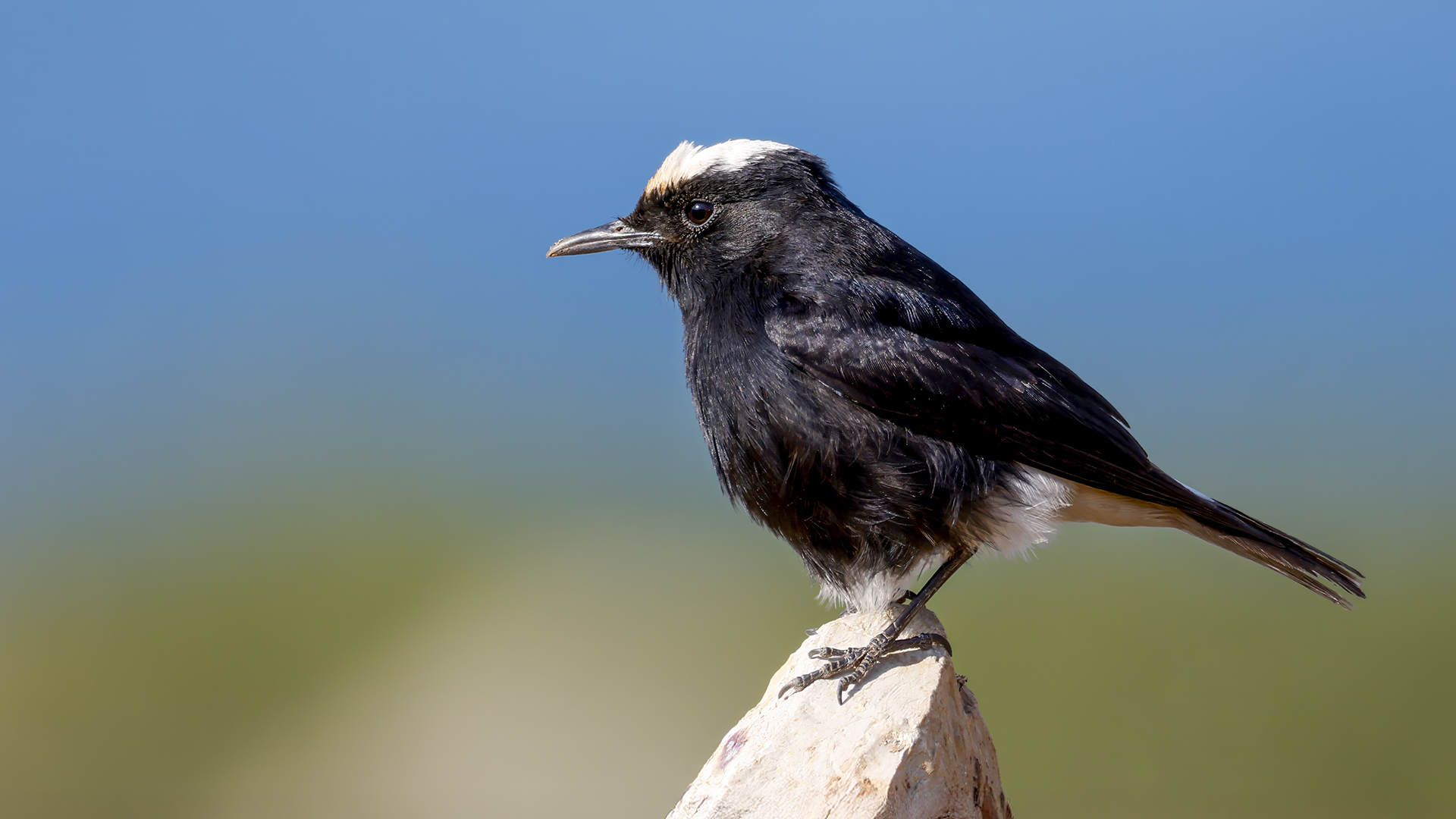 Aktepeli kuyrukkakan » White-crowned Wheatear » Oenanthe leucopyga