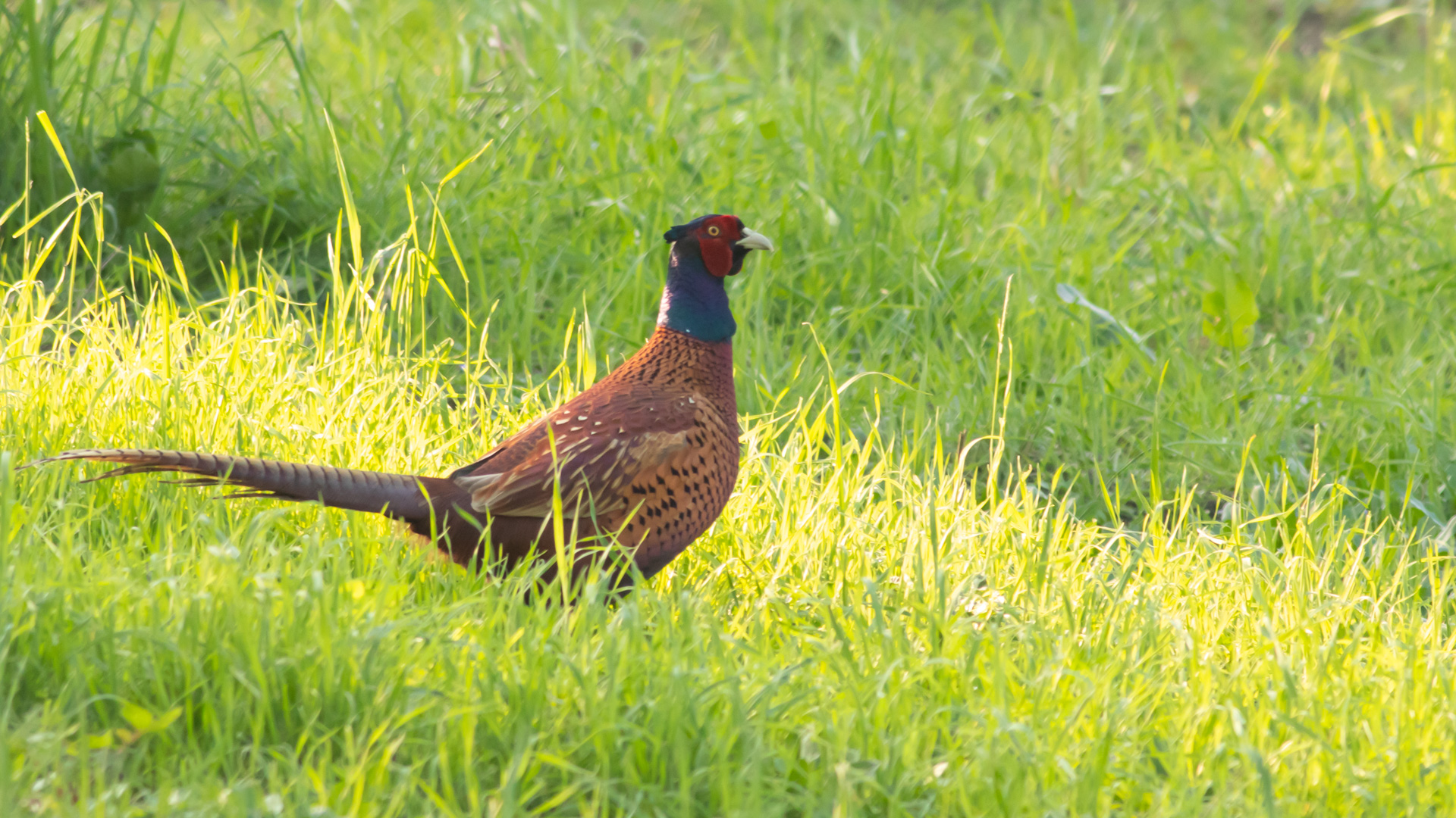 Sülün » Common Pheasant » Phasianus colchicus