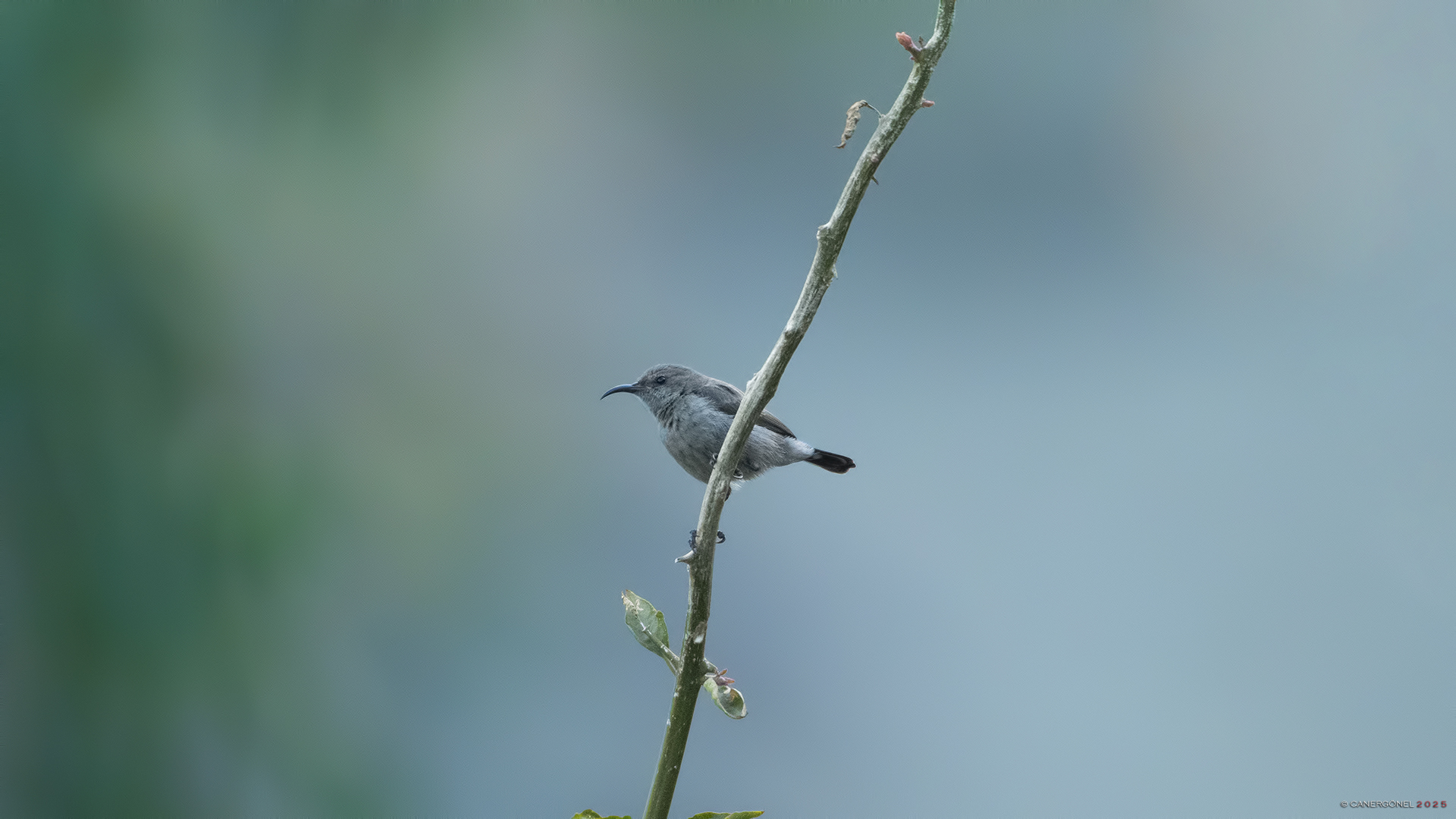 Filistin nektarkuşu » Palestine Sunbird » Cinnyris osea