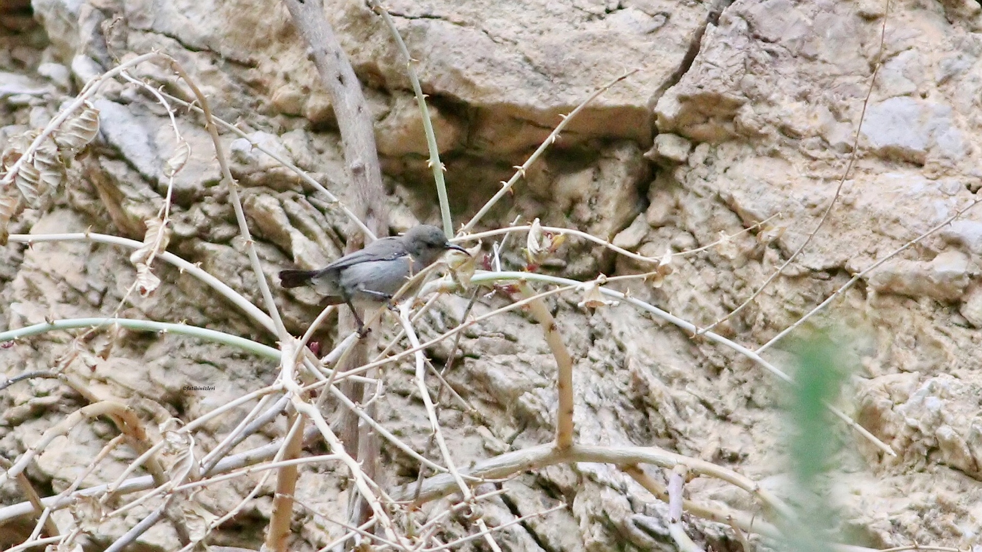 Filistin nektarkuşu