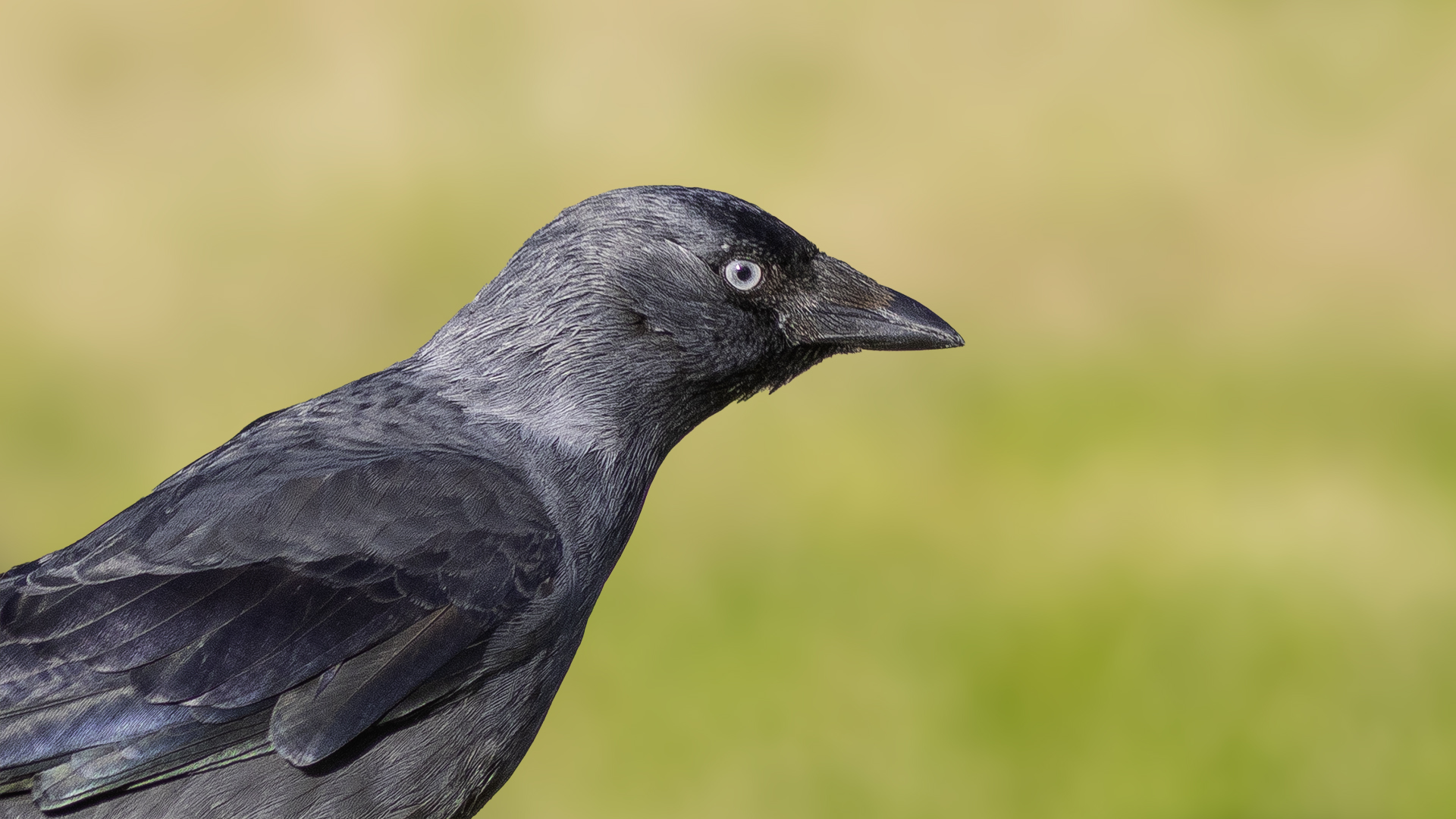 Küçük karga