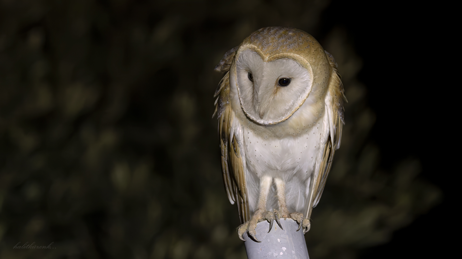 Peçeli baykuş » Western Barn Owl » Tyto alba