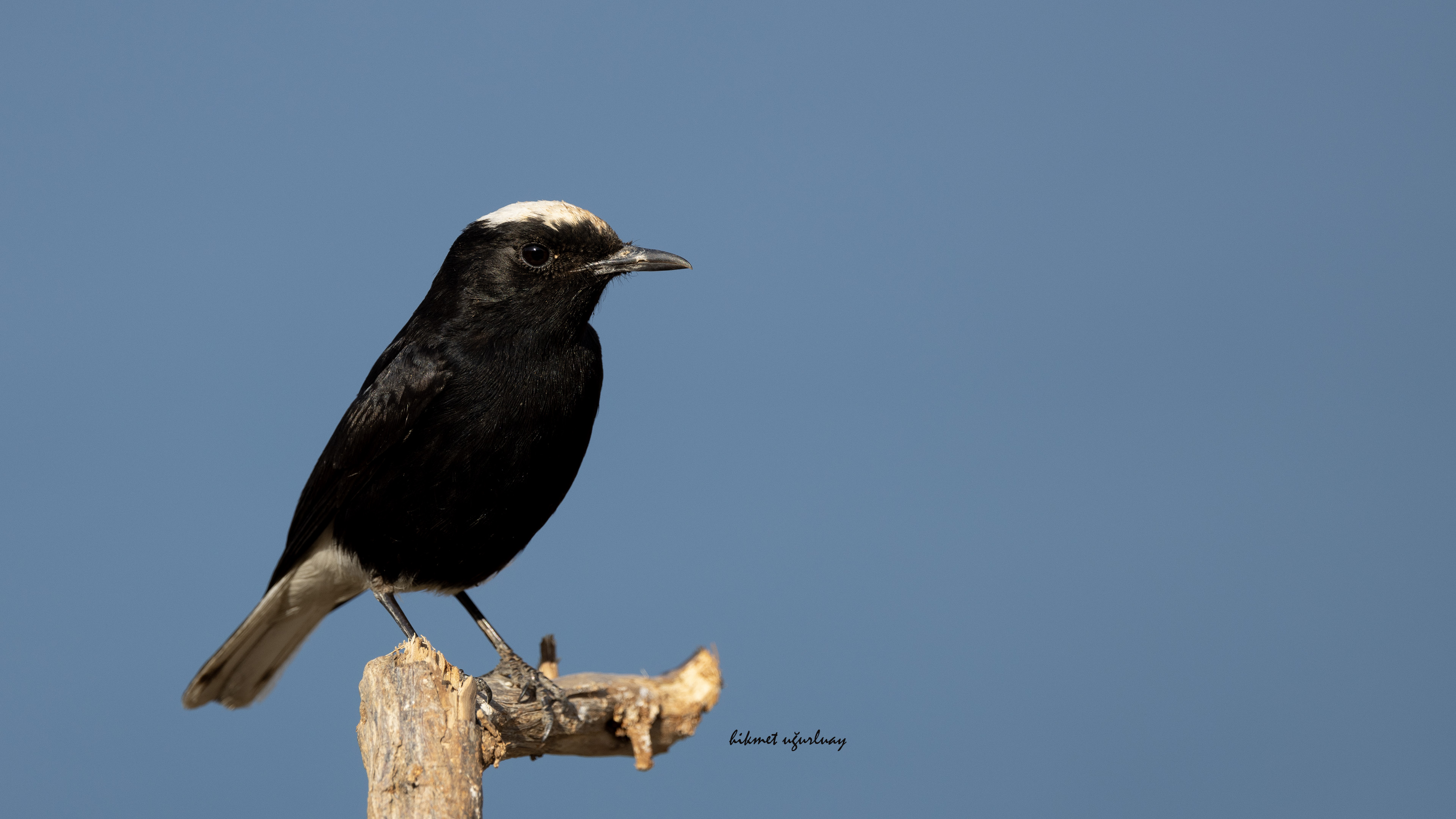 Aktepeli kuyrukkakan » White-crowned Wheatear » Oenanthe leucopyga