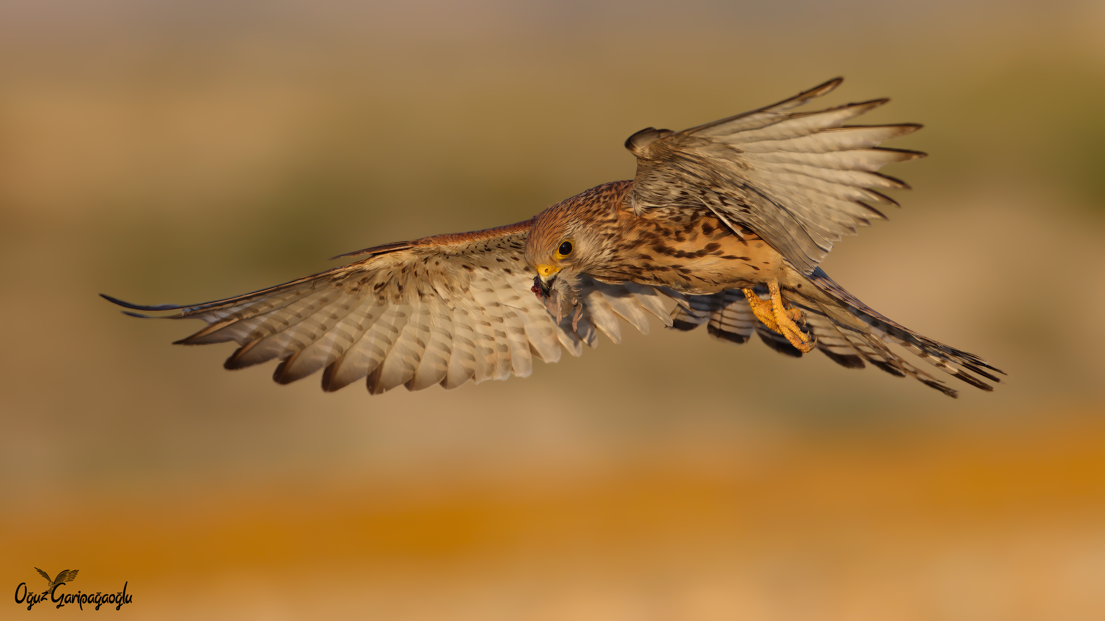 Küçük kerkenez » Lesser Kestrel » Falco naumanni