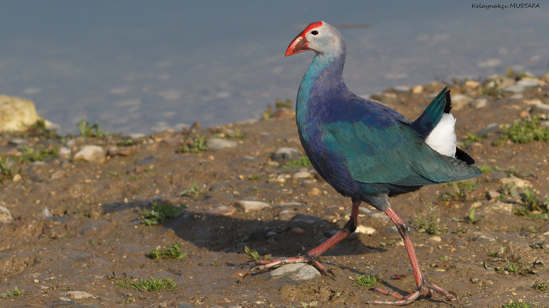 Grey-headed Swamphen