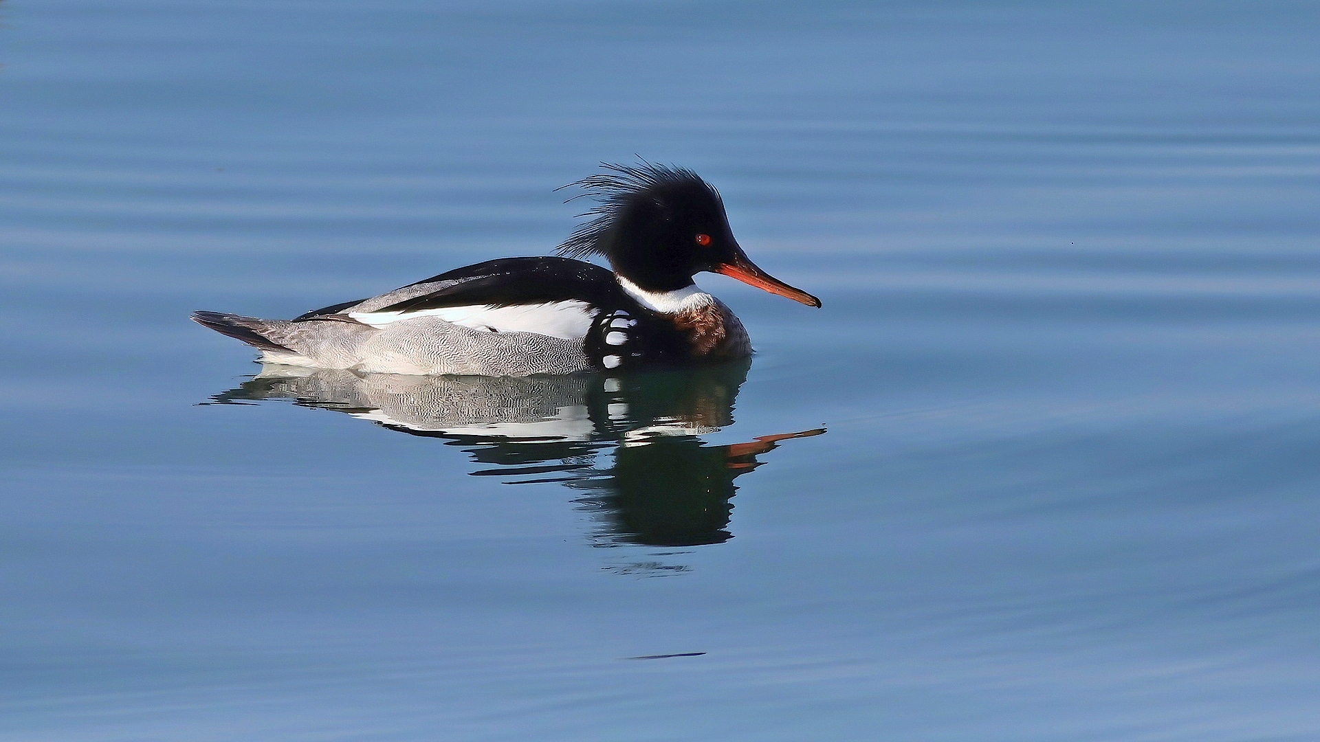 Tarakdiş » Red-breasted Merganser » Mergus serrator