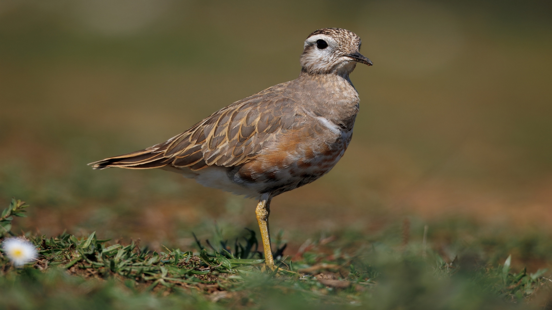 Dağ cılıbıtı » Eurasian Dotterel » Eudromias morinellus 