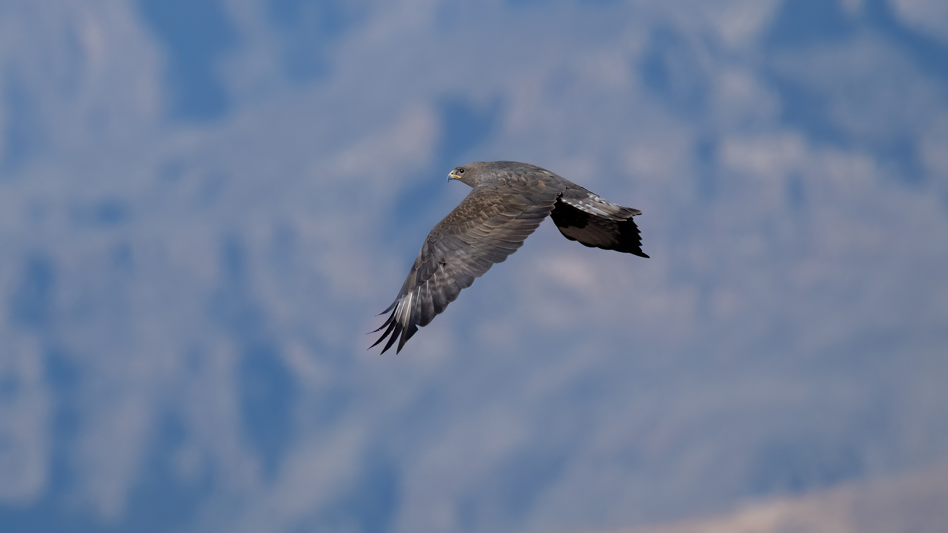 Kızıl şahin » Long-legged Buzzard » Buteo rufinus