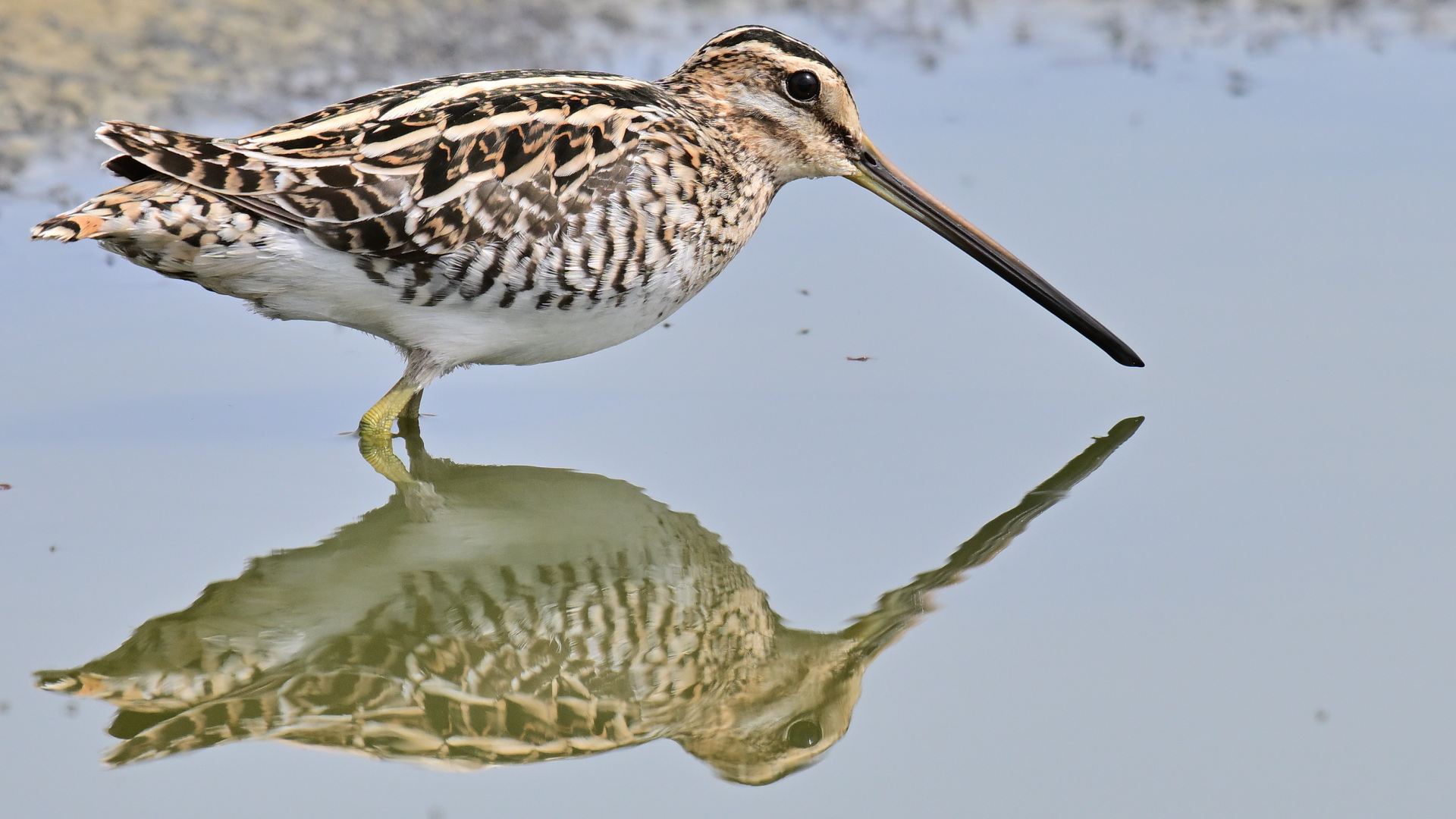 Suçulluğu