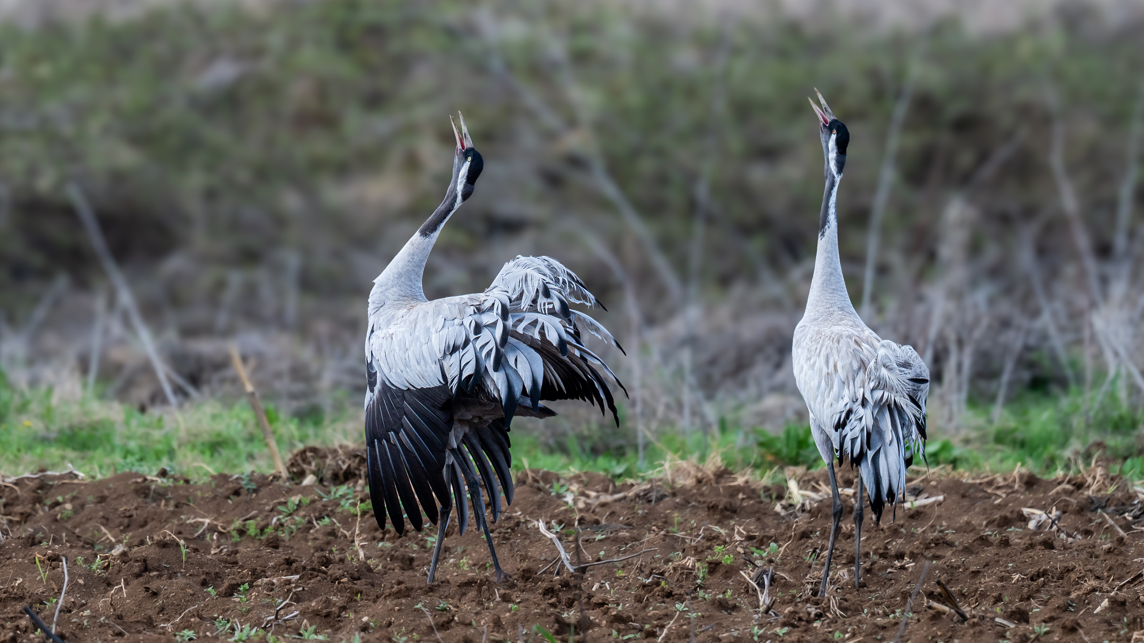 Turna » Common Crane » Grus grus