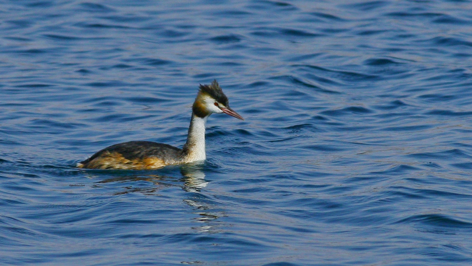 Bahri