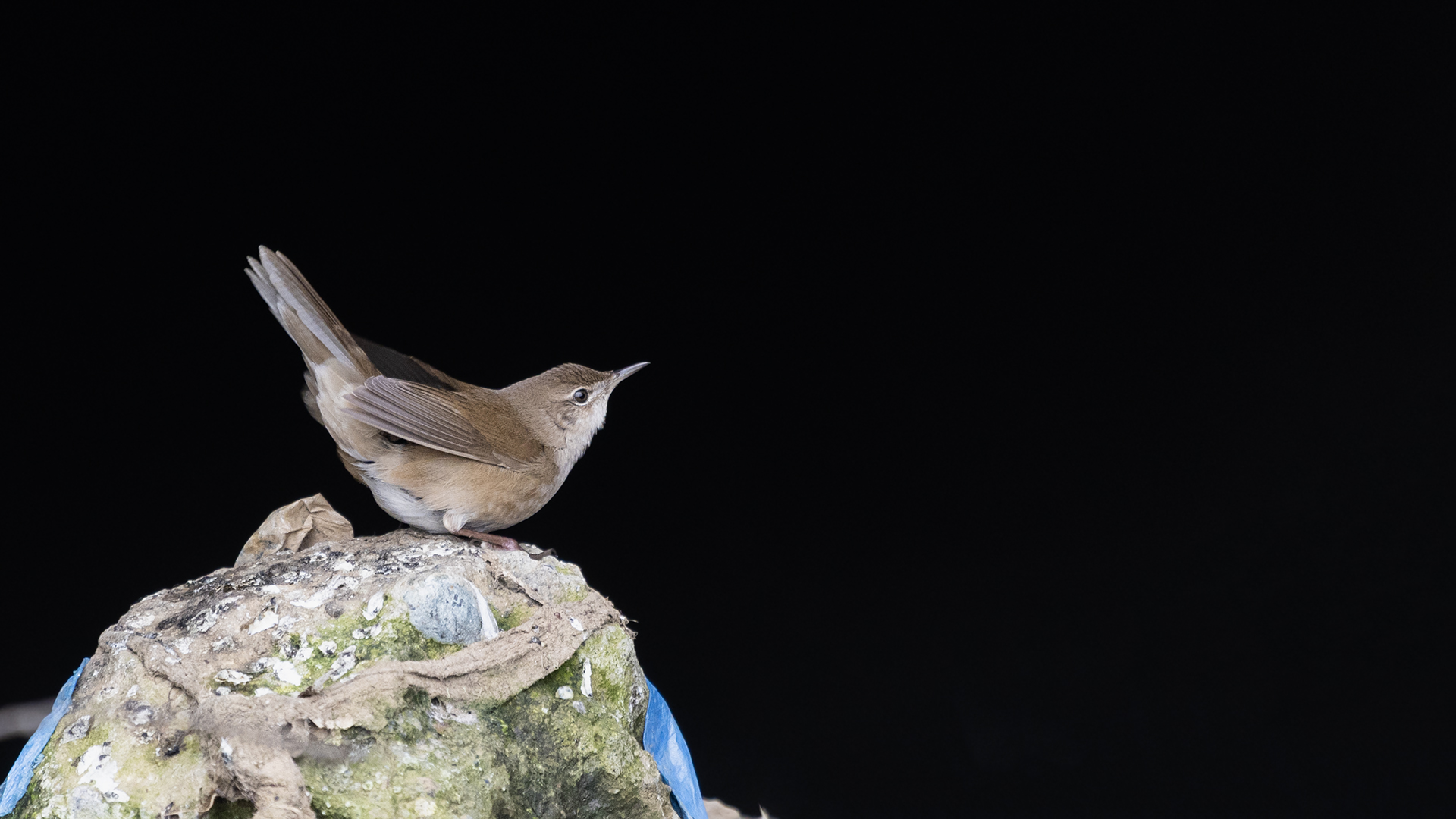 Bataklık kamışçını » Savi`s Warbler » Locustella luscinioides