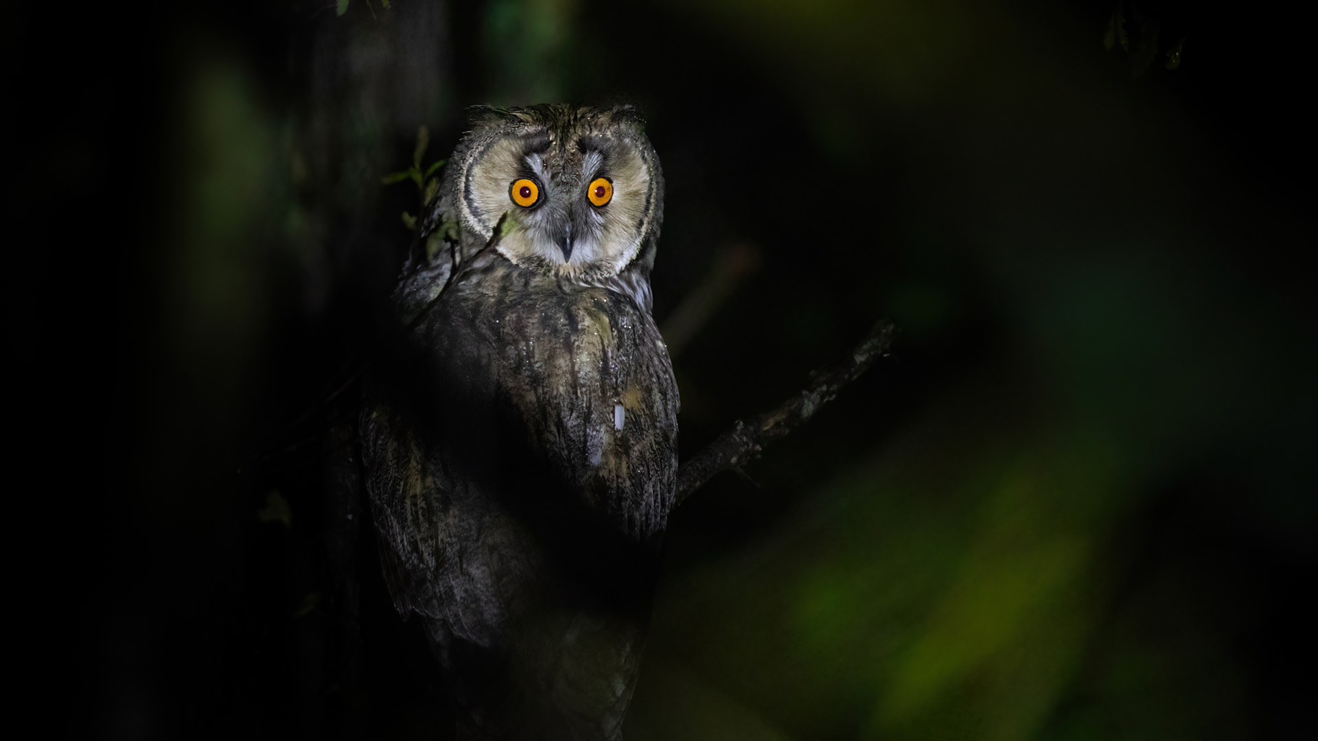 Kulaklı orman baykuşu » Long-eared Owl » Asio otus