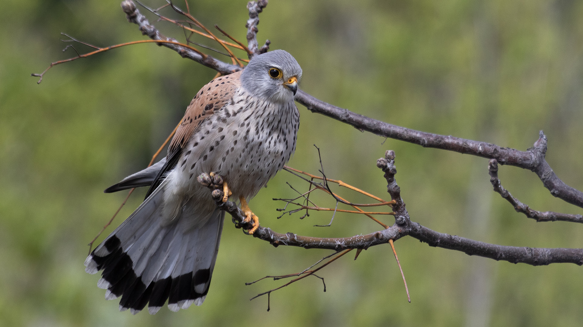 Kerkenez » Common Kestrel » Falco tinnunculus