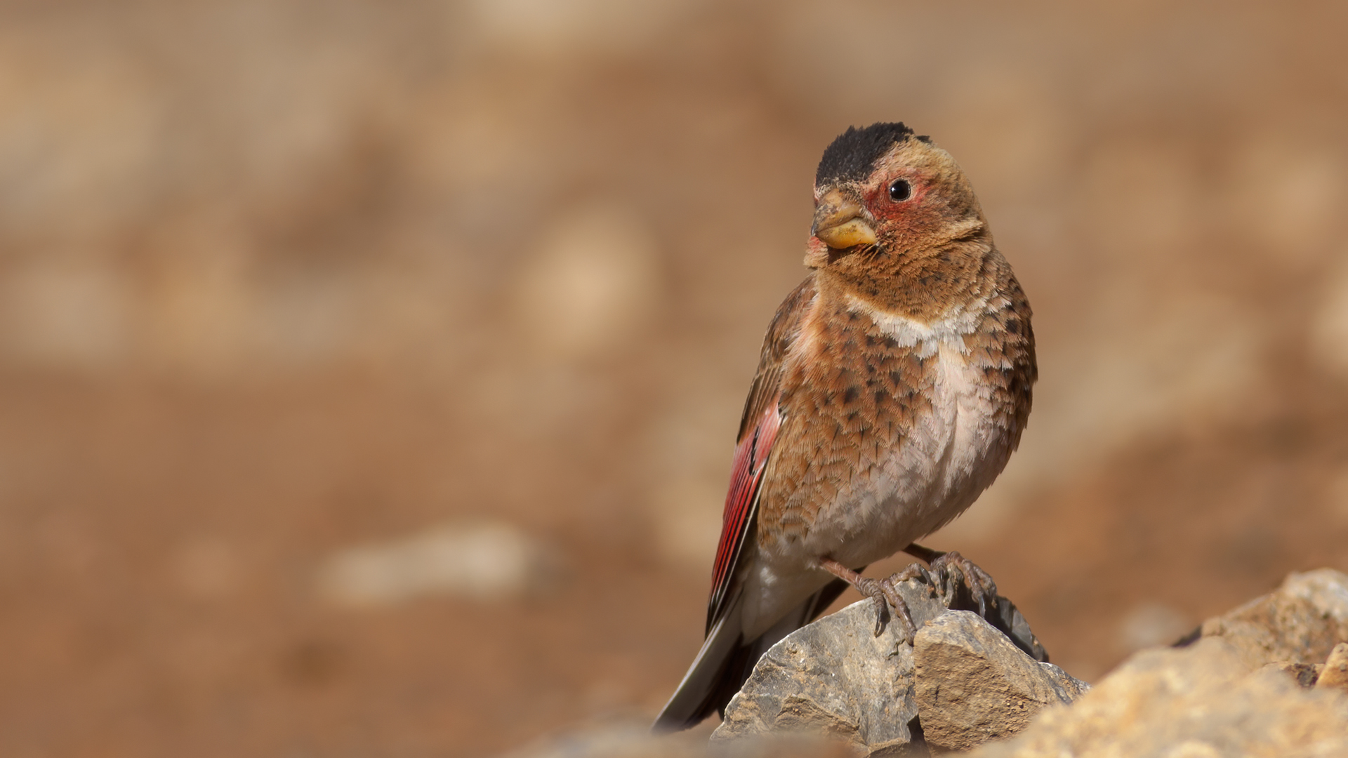 Alamecek » Eurasian Crimson-winged Finch » Rhodopechys sanguineus