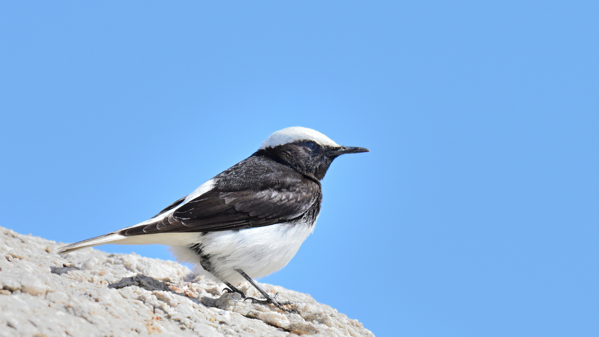 Keşiş kuyrukkakanı » Hooded Wheatear » Oenanthe monacha
