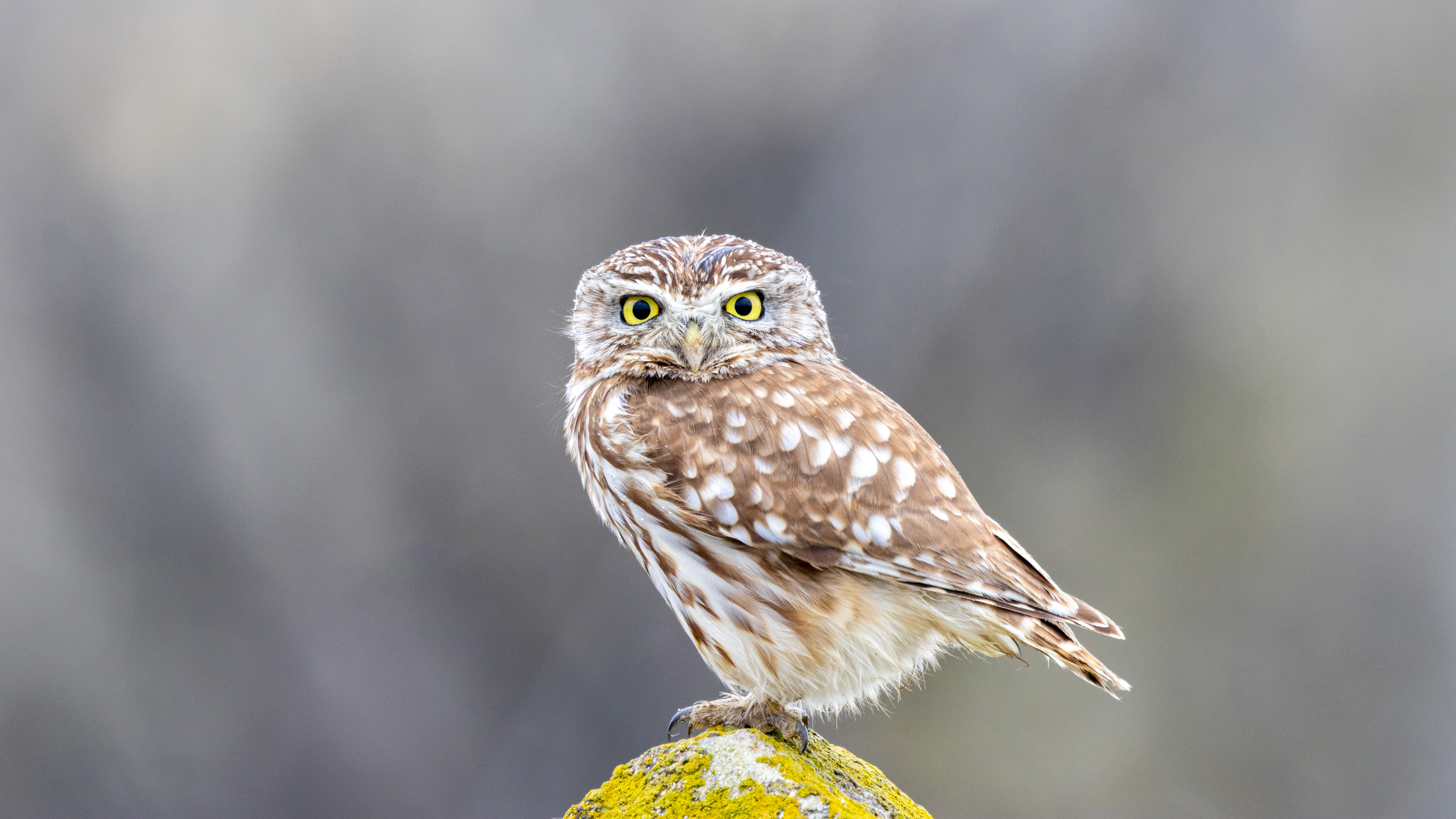 Kukumav » Little Owl » Athene noctua
