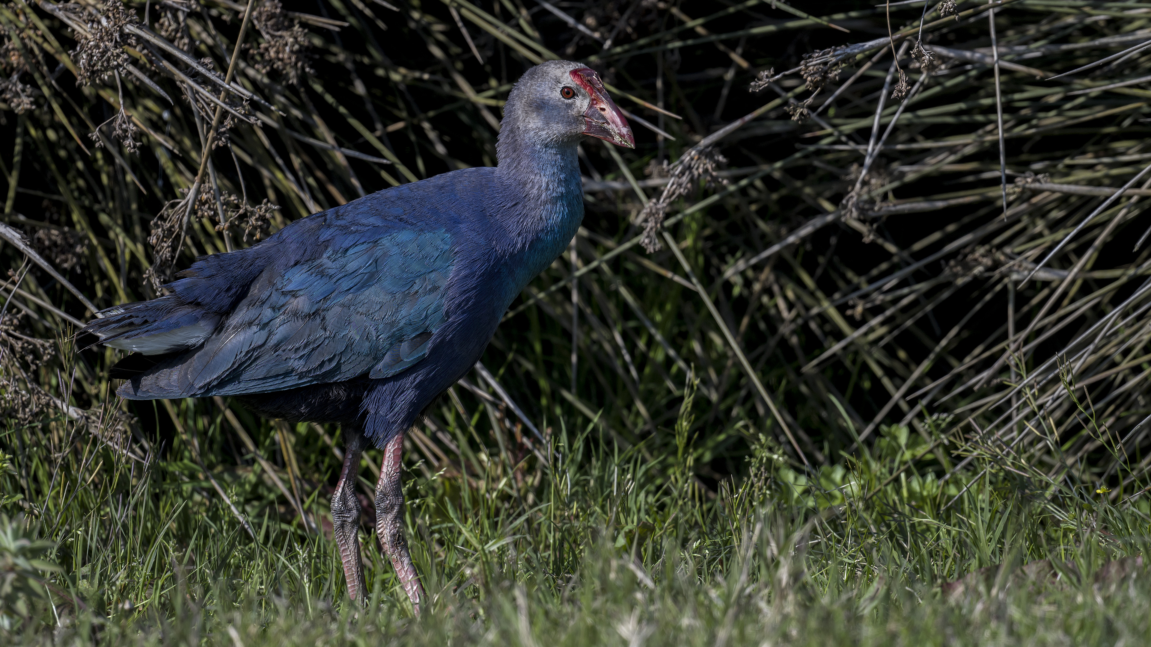 Grey-headed Swamphen