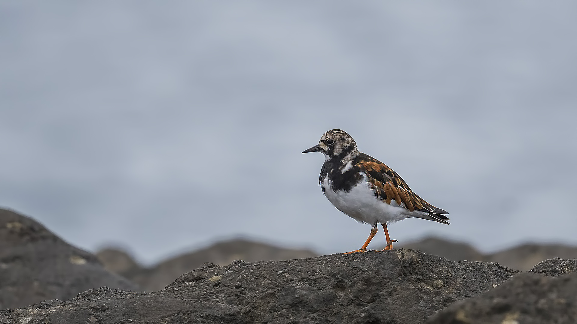 Ruddy Turnstone