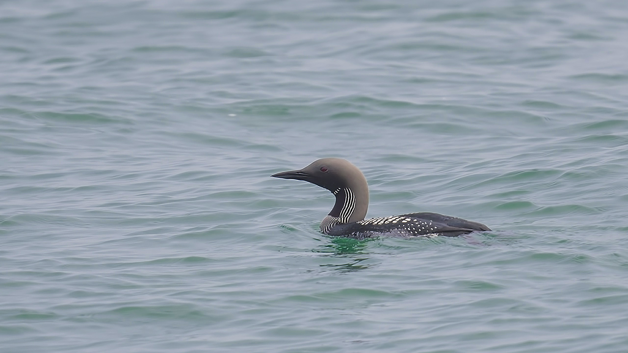 Black-throated Loon