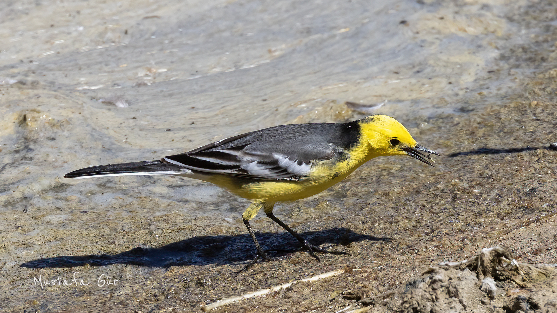 Sarıbaşlı kuyruksallayan