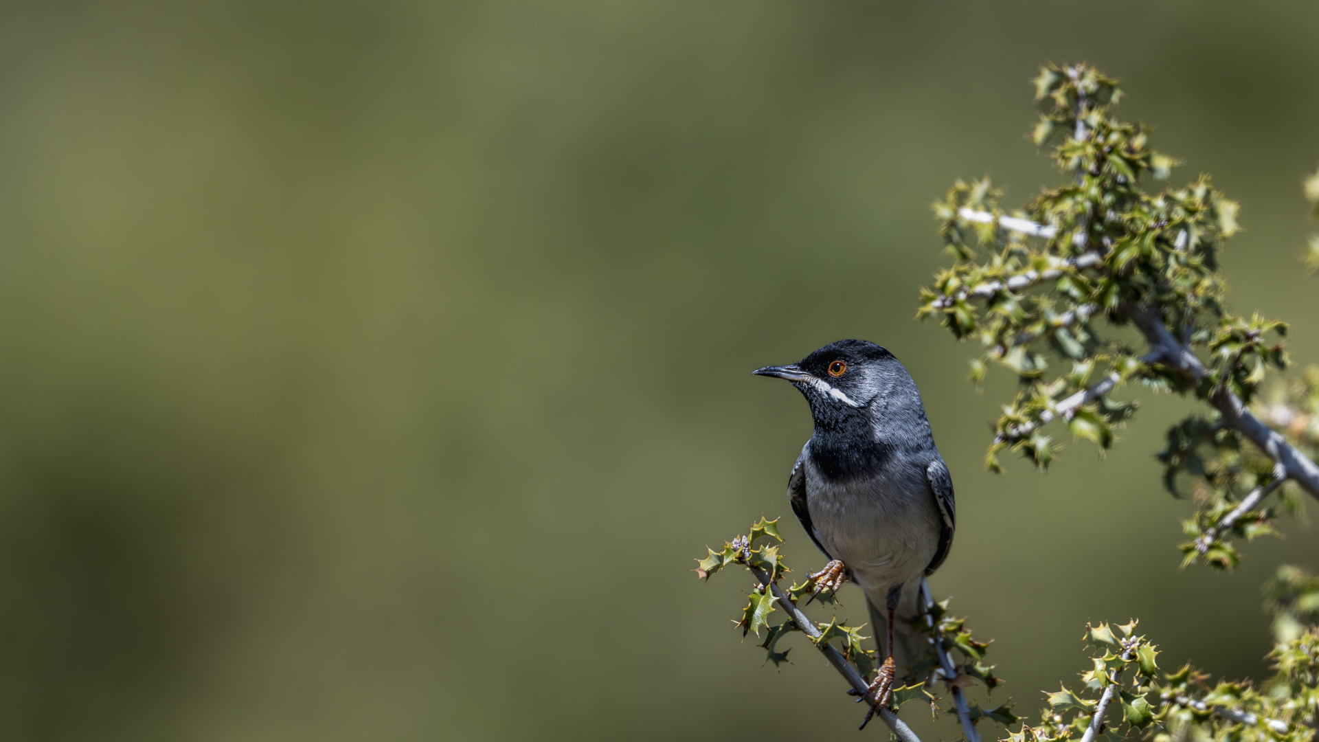 Karaboğazlı ötleğen » Rüppell`s Warbler » Sylvia ruppeli