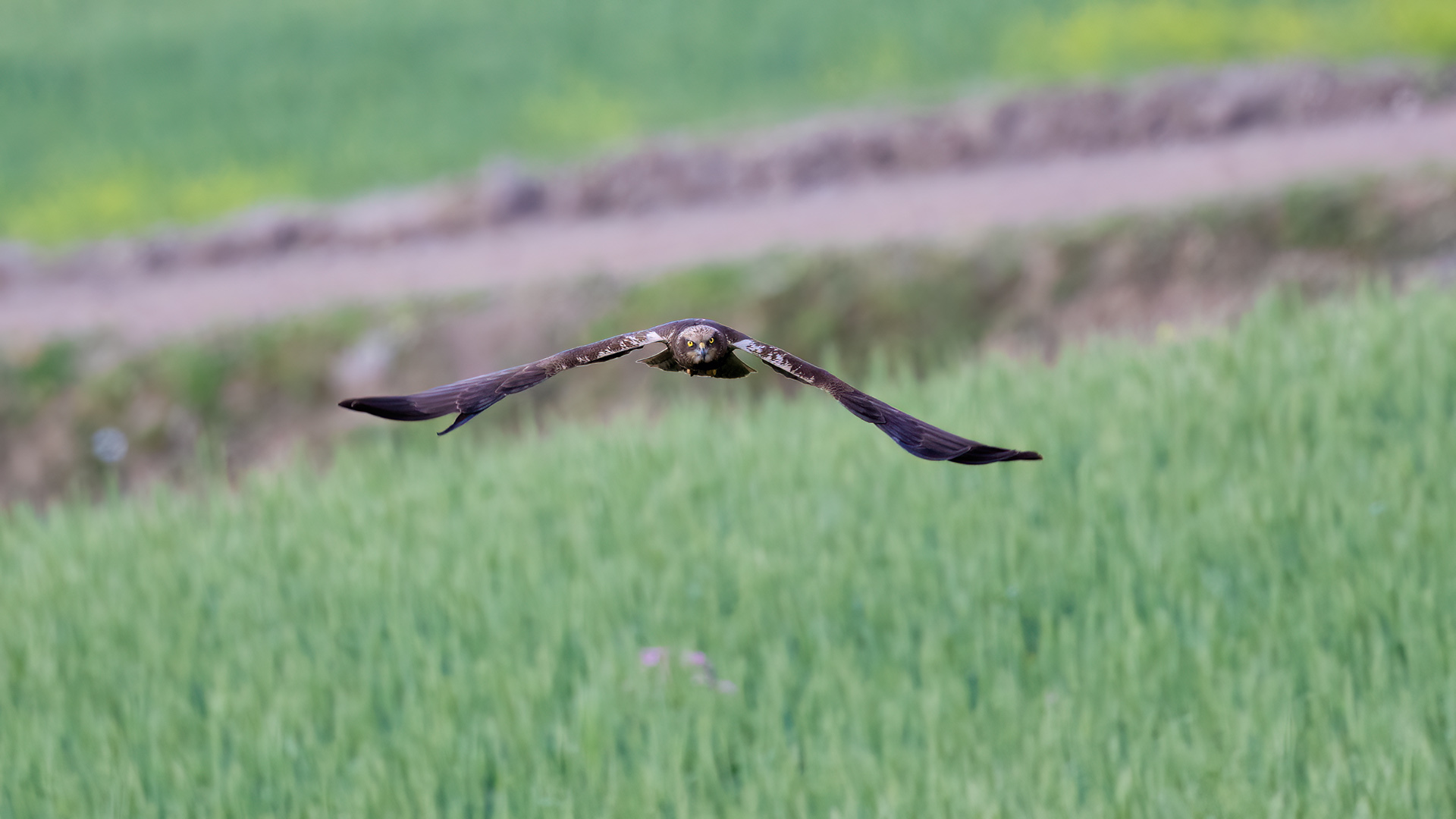 Saz delicesi » Western Marsh Harrier » Circus aeruginosus