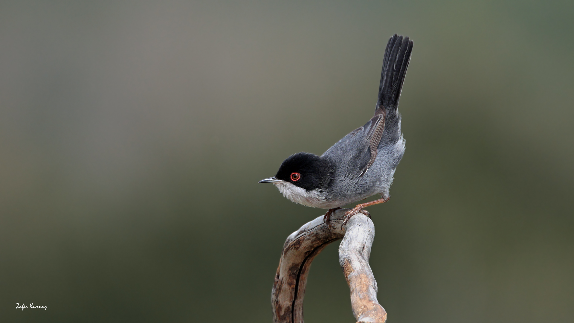 Maskeli ötleğen