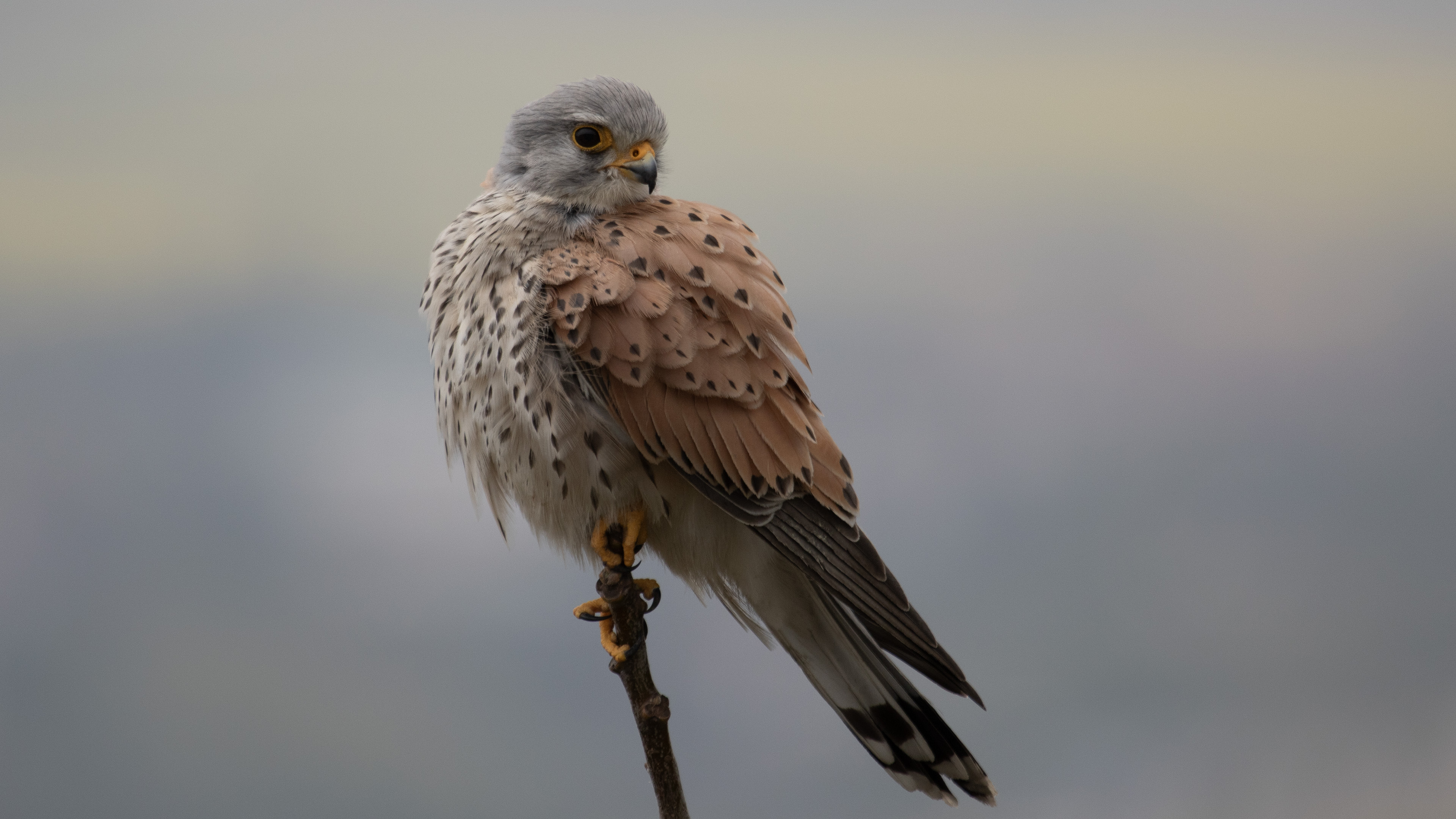 Kerkenez » Common Kestrel » Falco tinnunculus
