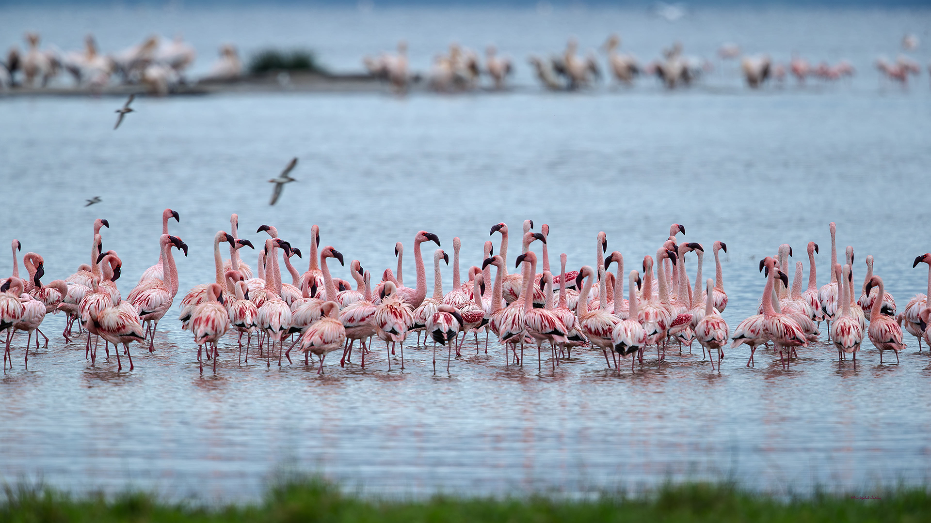 Küçük flamingo