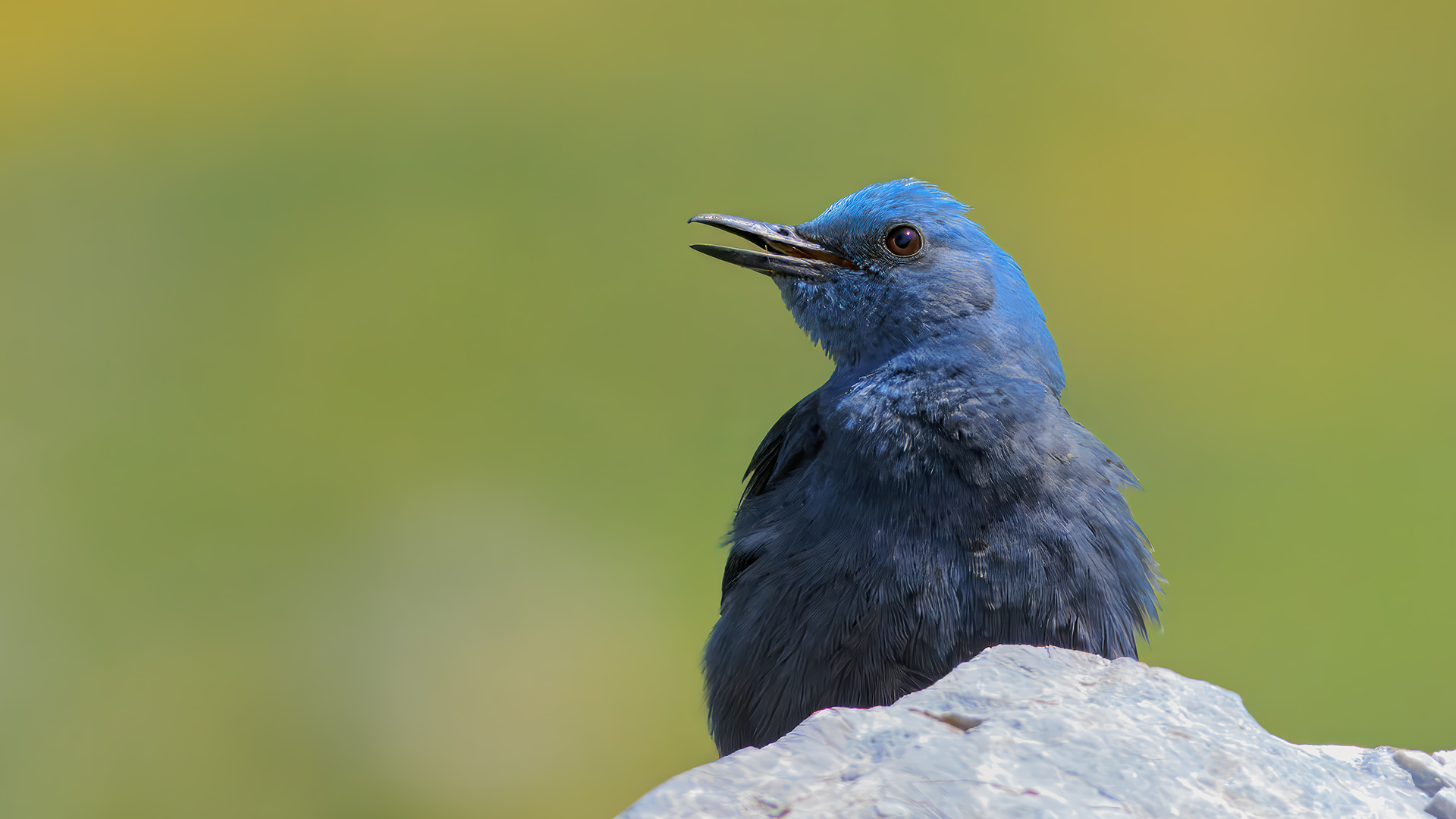 Gökardıç » Blue Rock Thrush » Monticola solitarius
