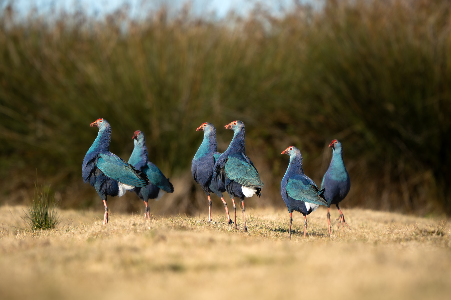 Grey-headed Swamphen