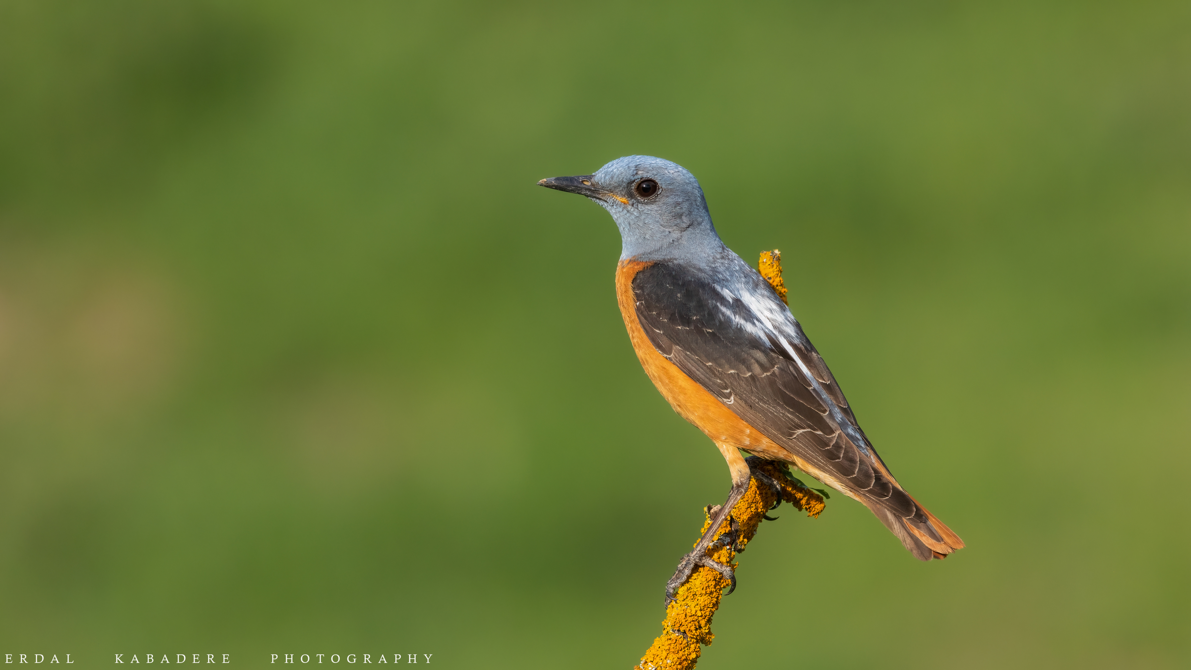 Taşkızılı » Common Rock Thrush » Monticola saxatilis