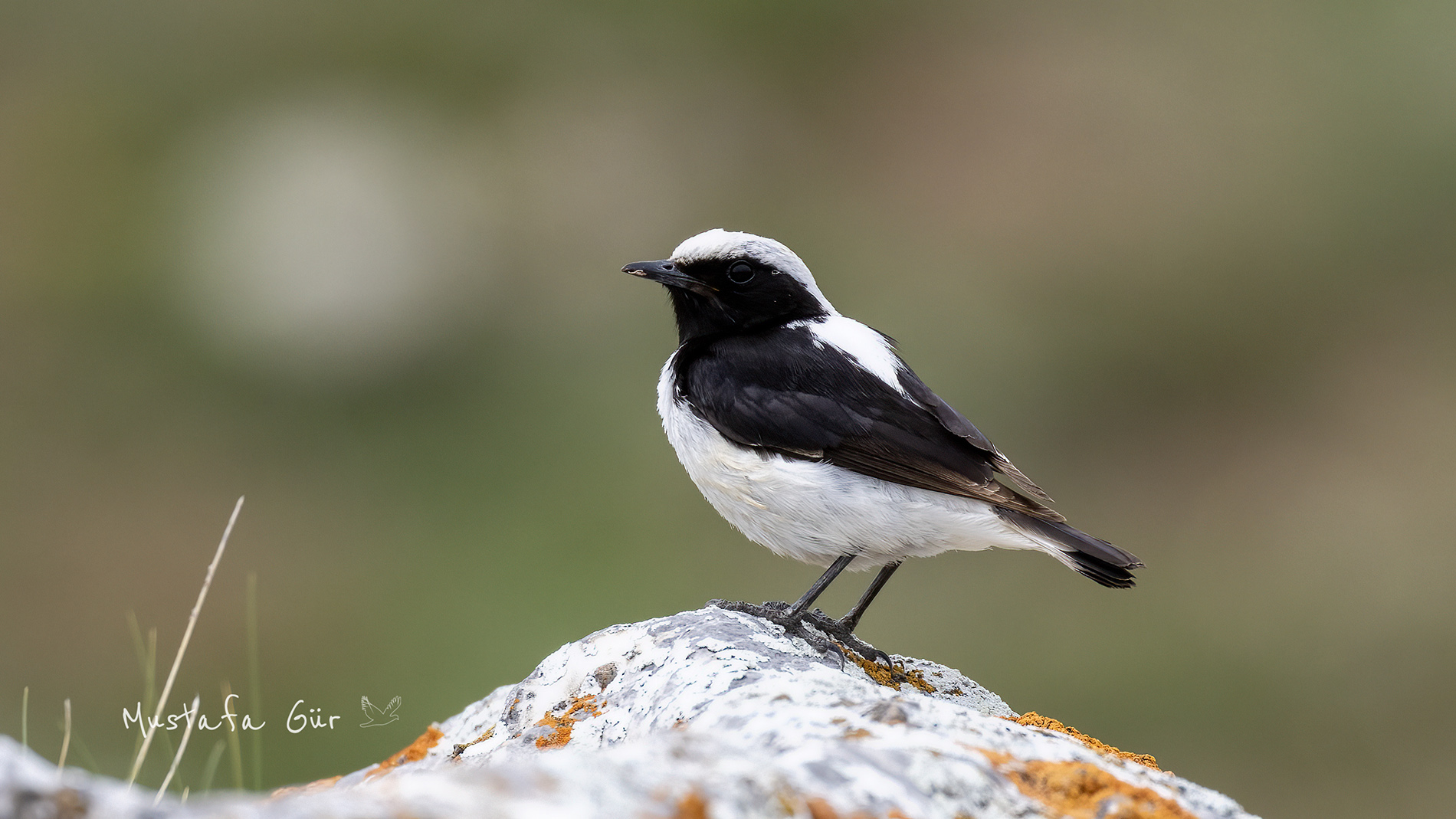 Aksırtlı kuyrukkakan