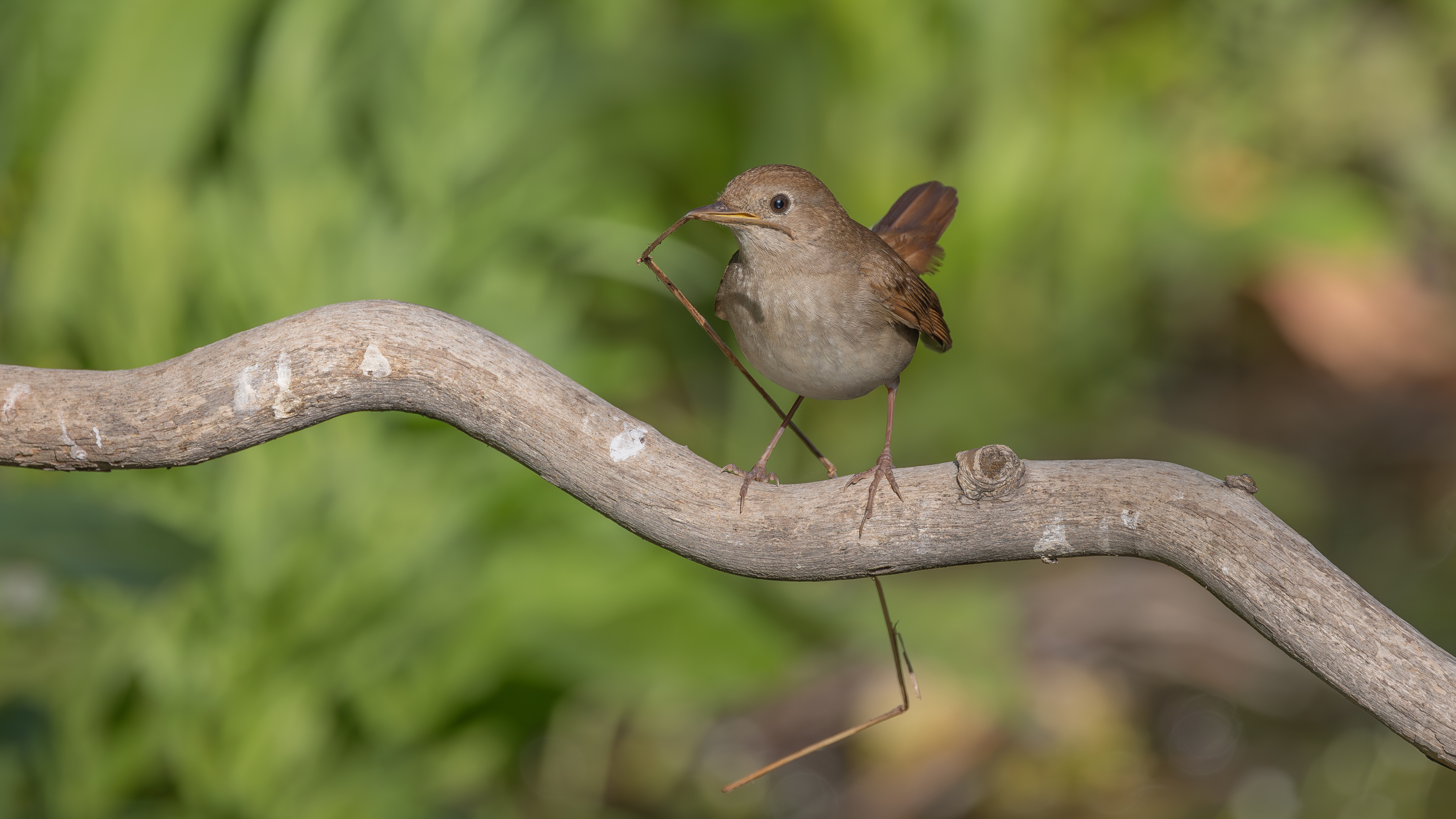 Bülbül » Common Nightingale » Luscinia megarhynchos