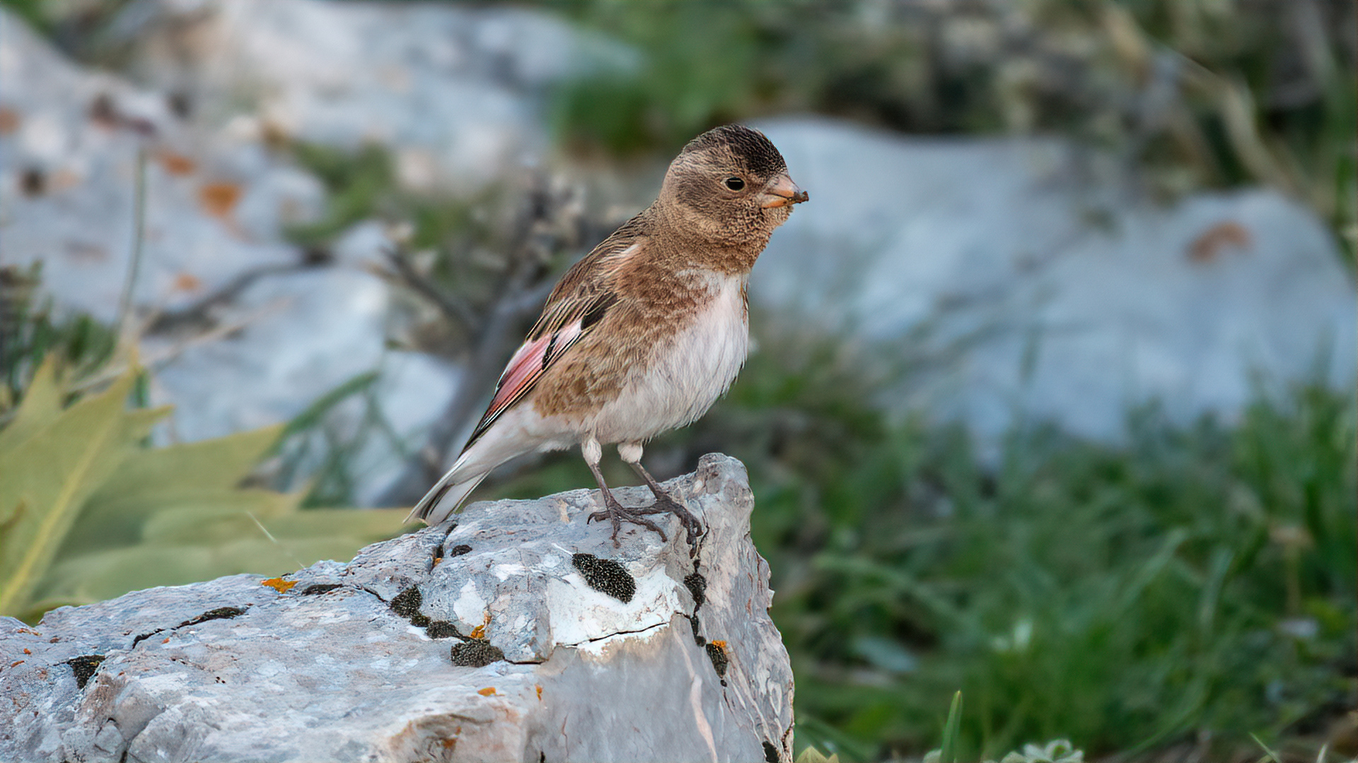 Alamecek » Eurasian Crimson-winged Finch » Rhodopechys sanguineus
