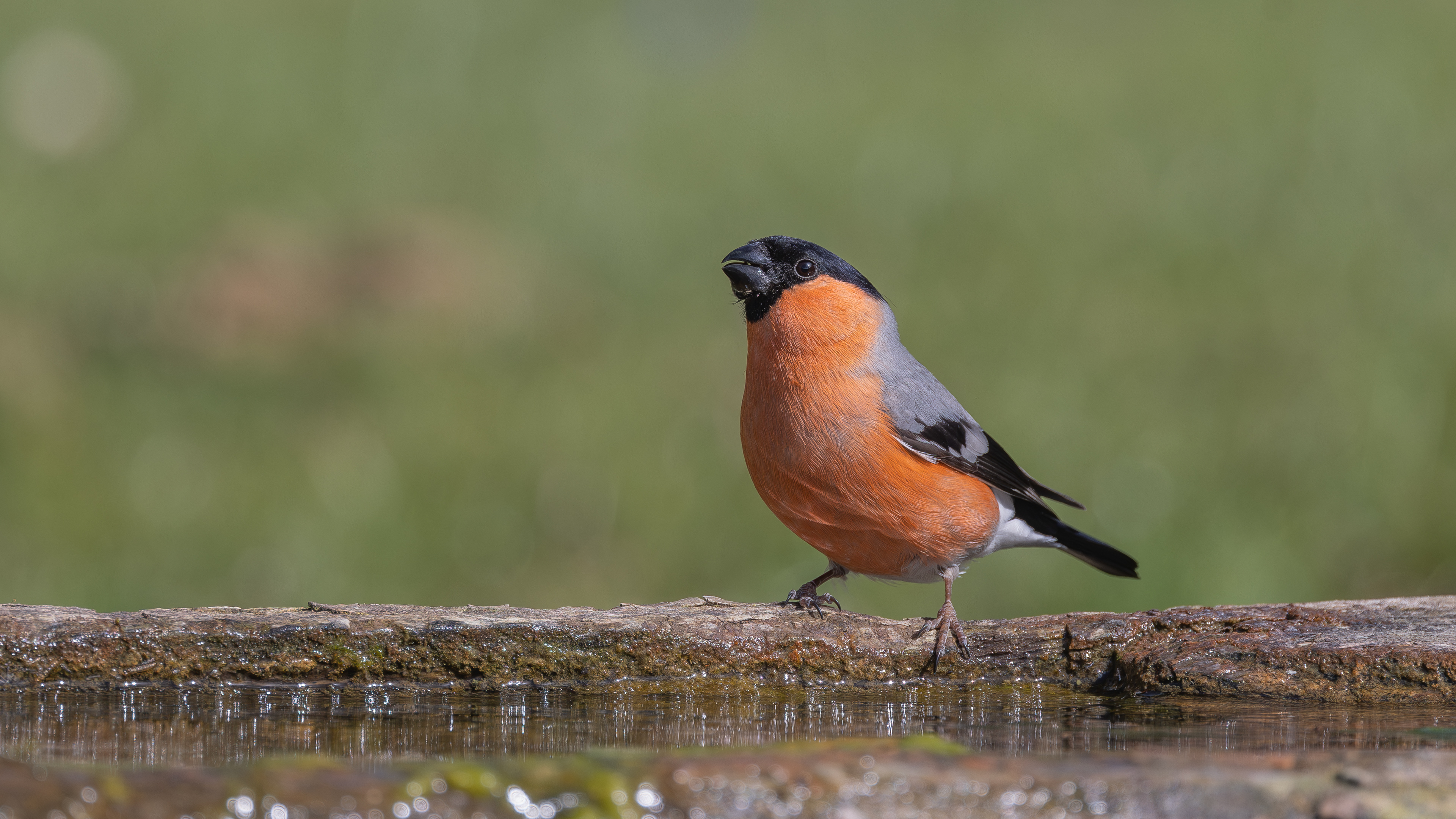Şakrak » Eurasian Bullfinch » Pyrrhula pyrrhula
