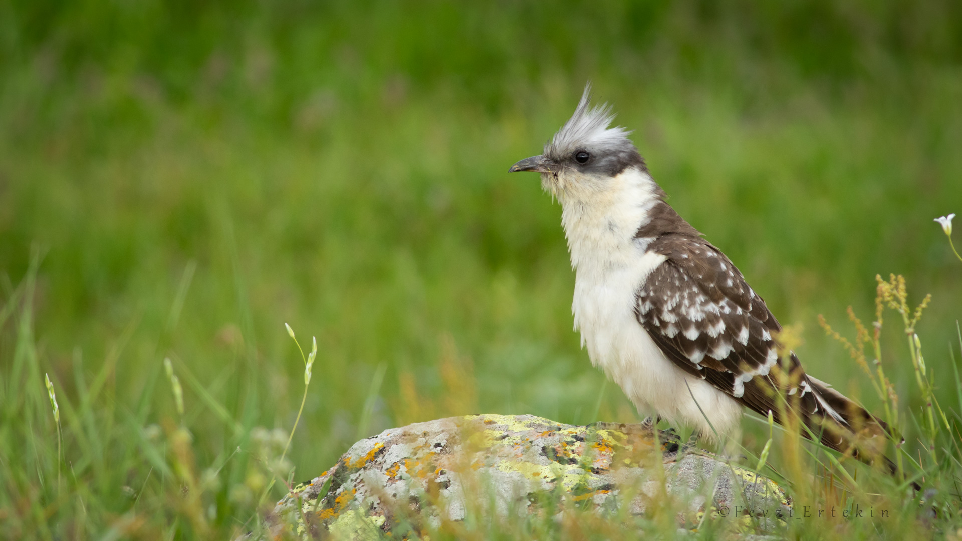Tepeli guguk » Great Spotted Cuckoo » Clamator glandarius